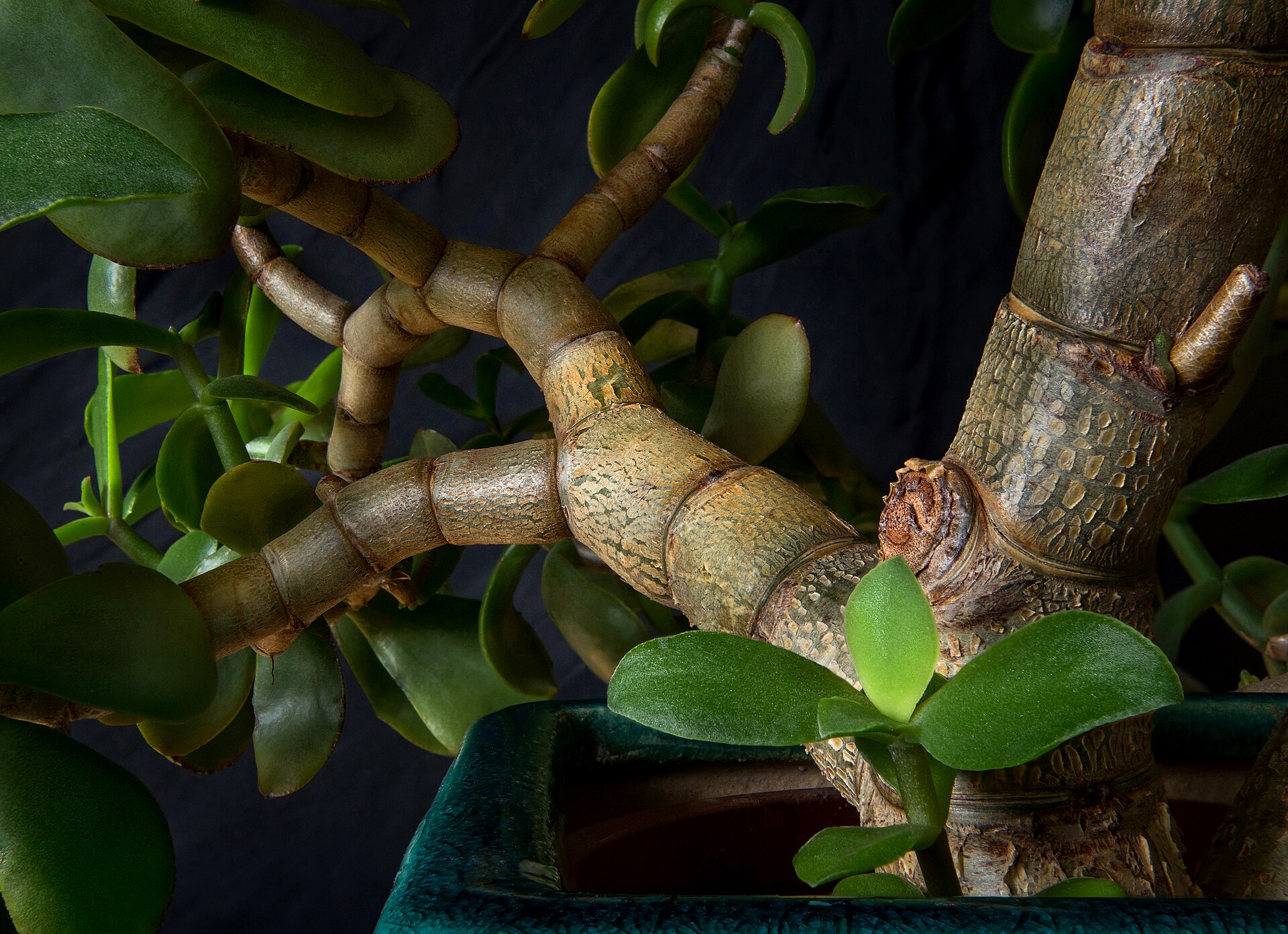 Crassula obliqua: Older Name for a Jade Plant Form