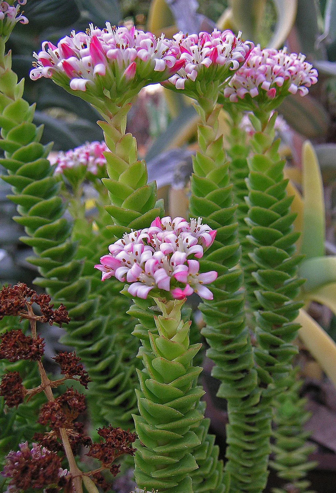 Crassula Not Flowering: Natural Causes and Cultural Fixes
