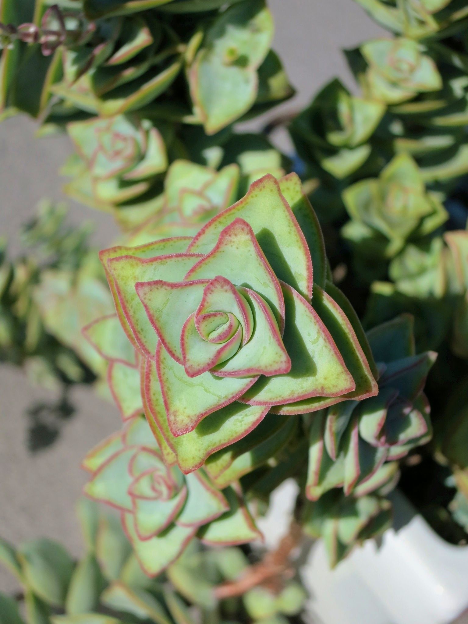 Crassula perforata: String of Buttons