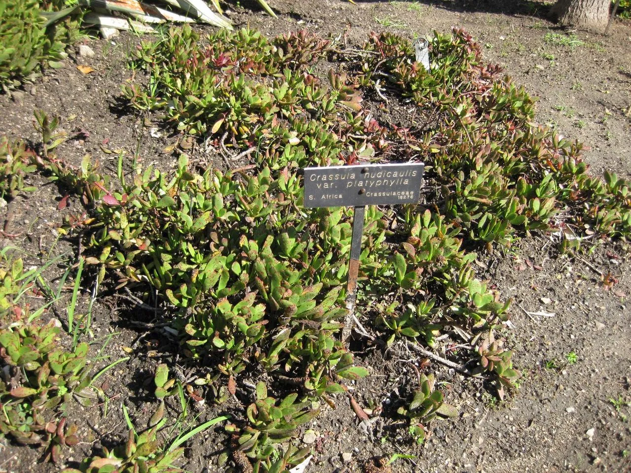 Crassula 'Platyphylla': Flat-Leaved Jade Relative