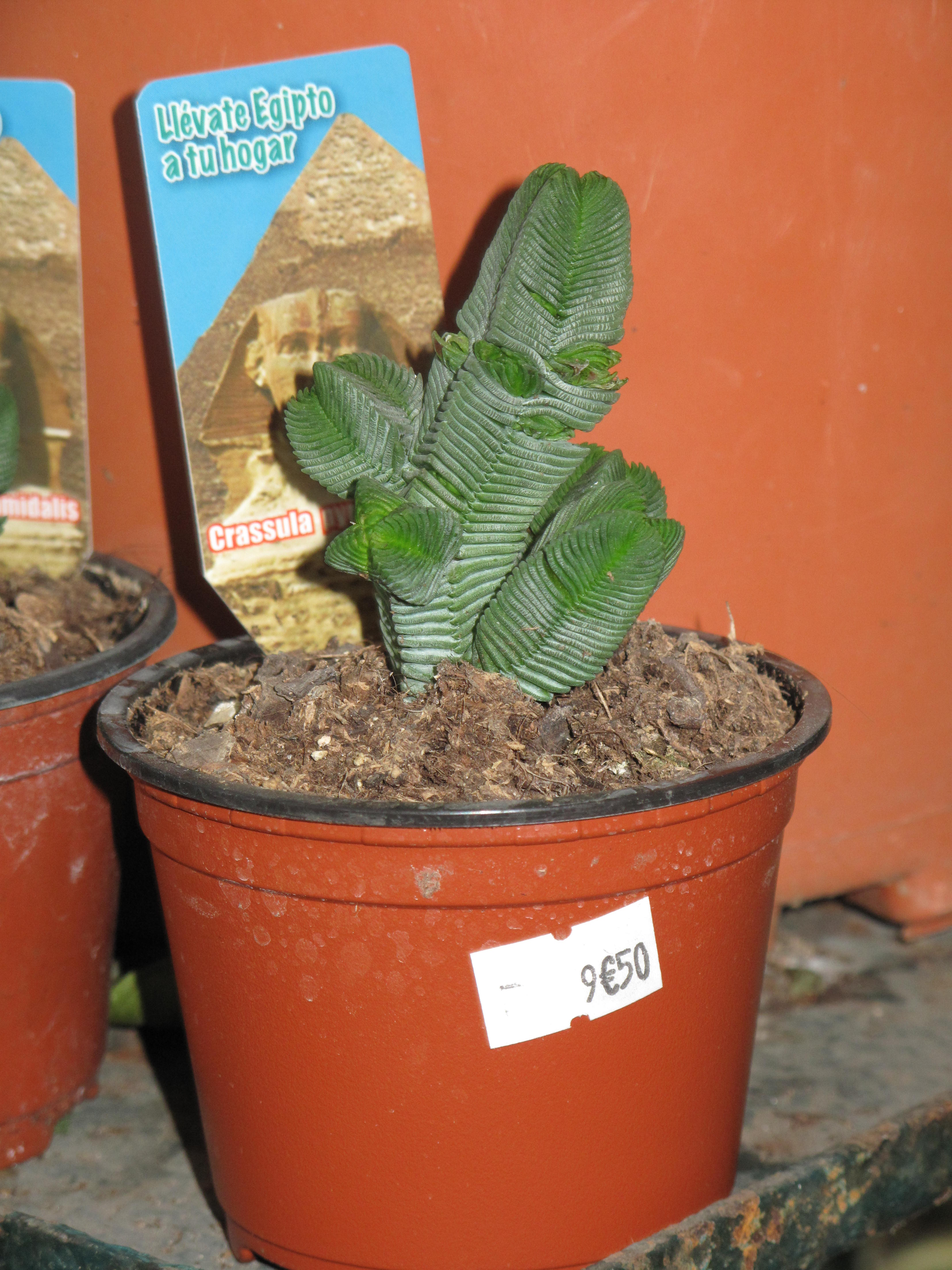 Crassula pyramidalis (Buddha's Temple Relative): Profile & Care