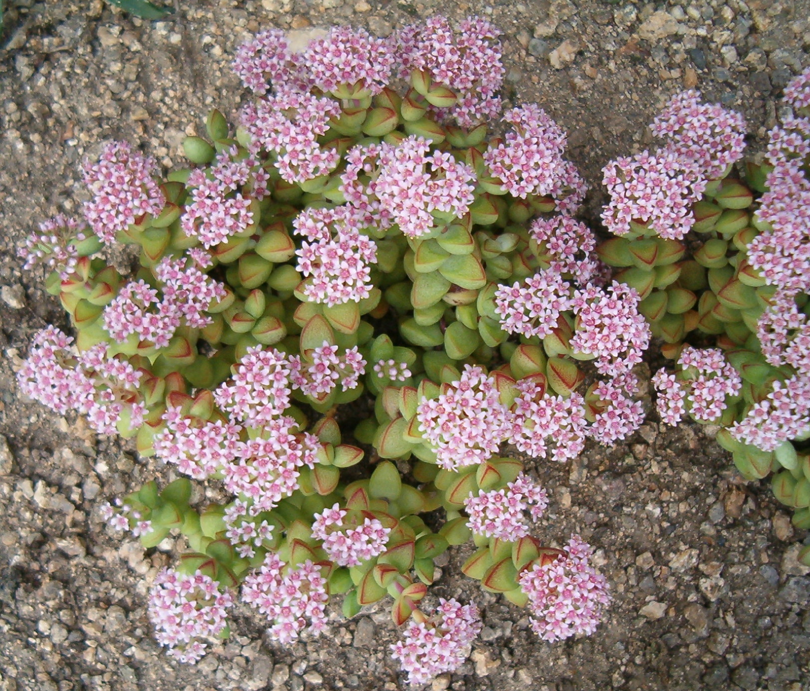 Crassula rupestris: Buttons on a String