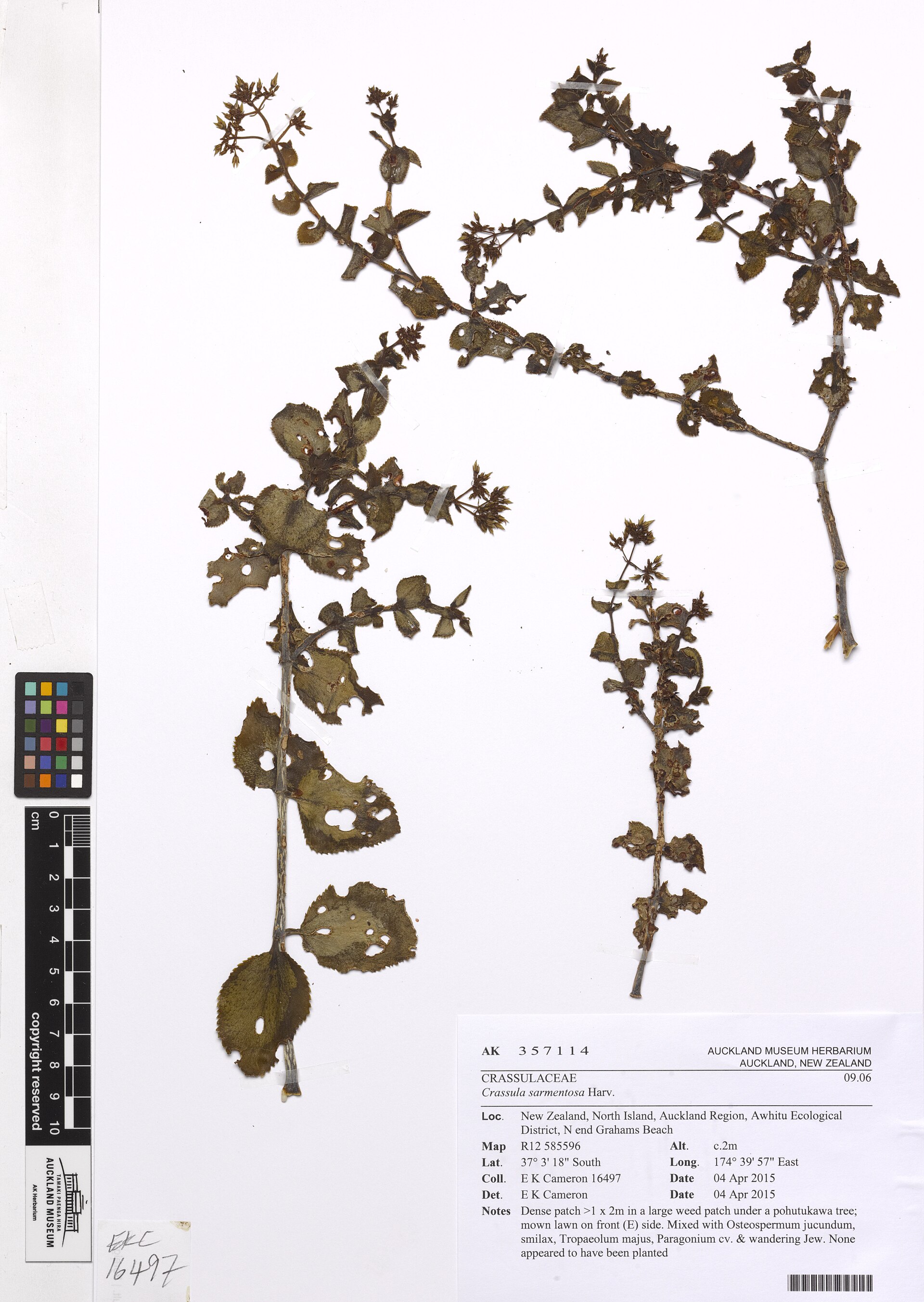 Crassula Bonsai: Shaping the Jade Plant as a Miniature Tree