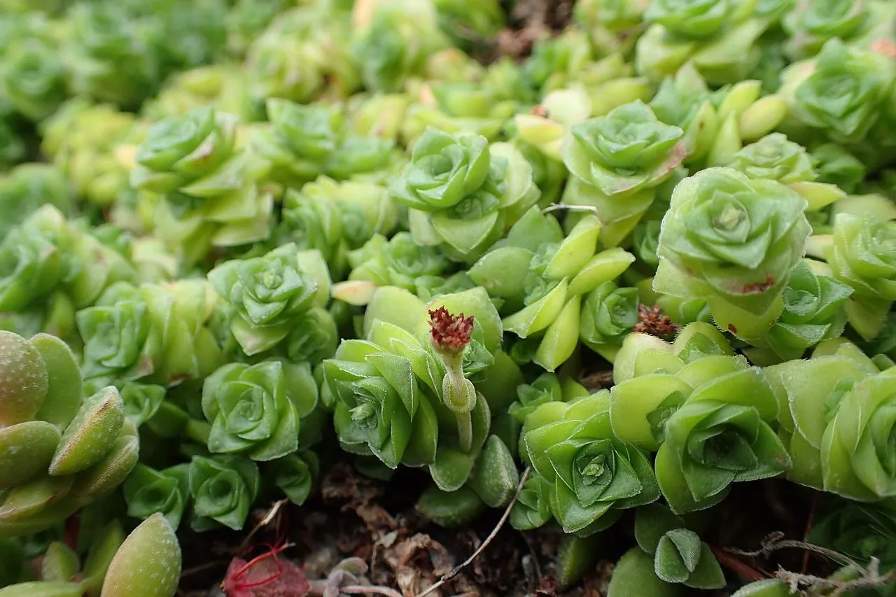 Crassula socialis: Cushion-Forming Miniature