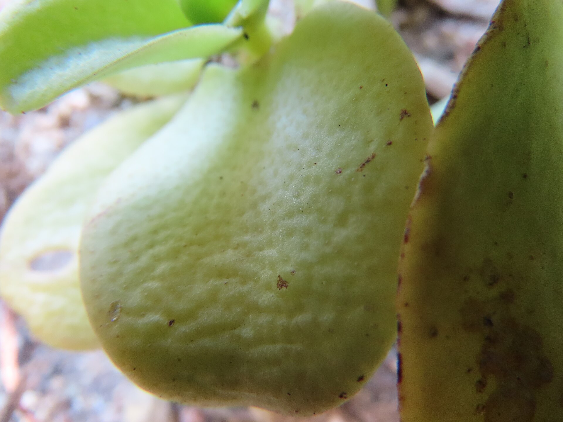 Jade Plant Turning Red: Stress Colour or Damage?