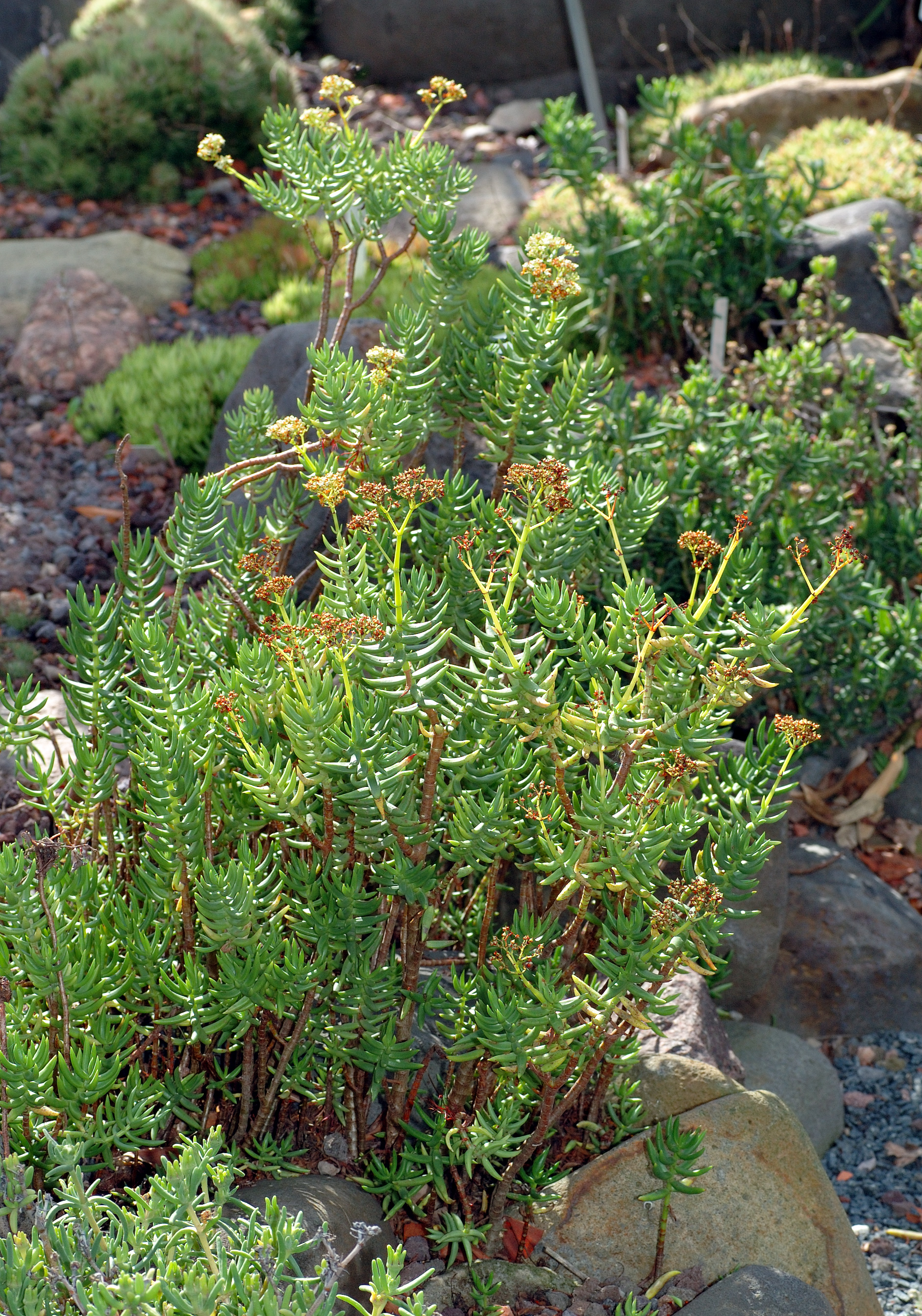 Crassula tetragona (Miniature Pine Tree): Profile & Care