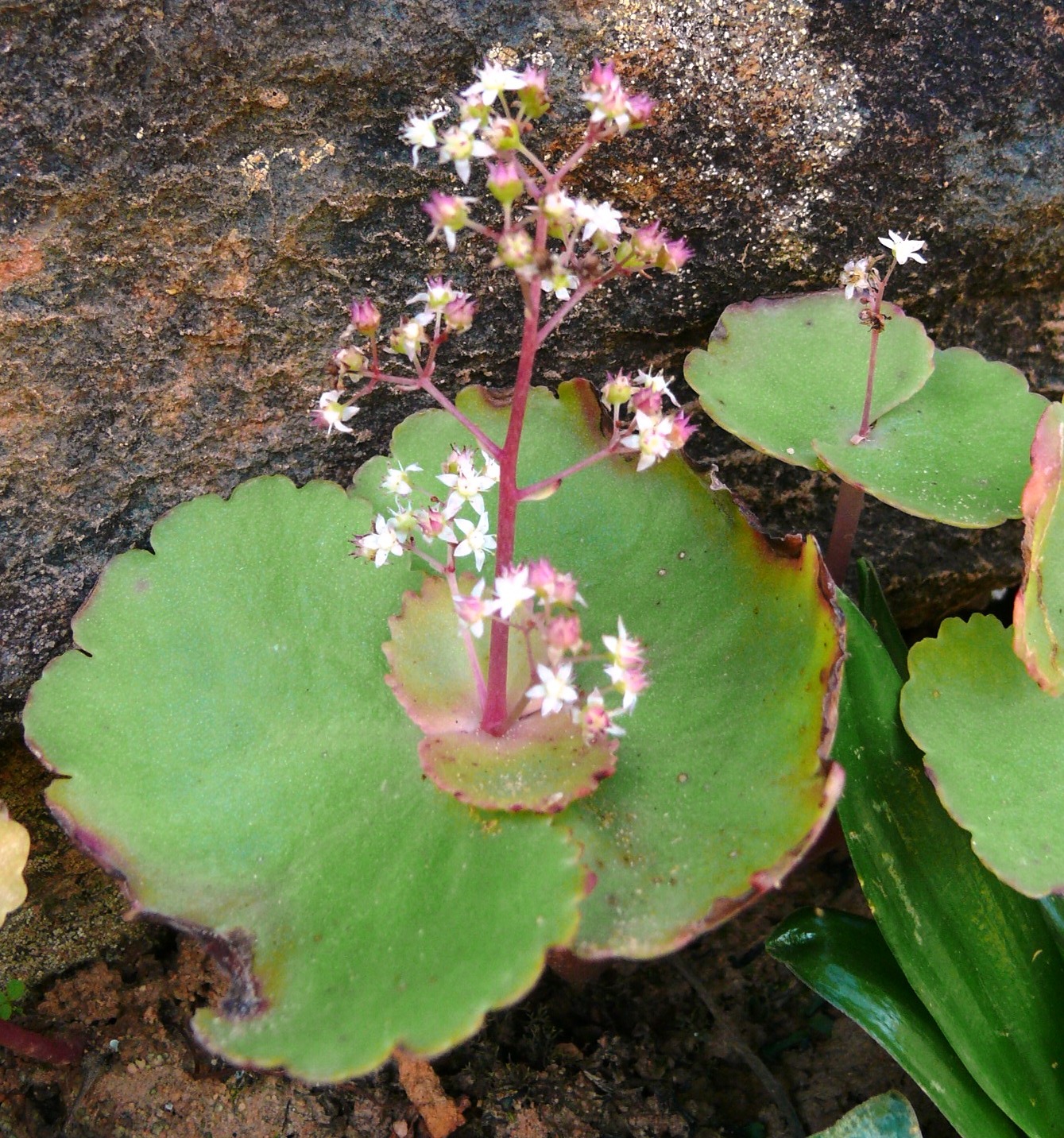 Crassula umbella: Wine Cups