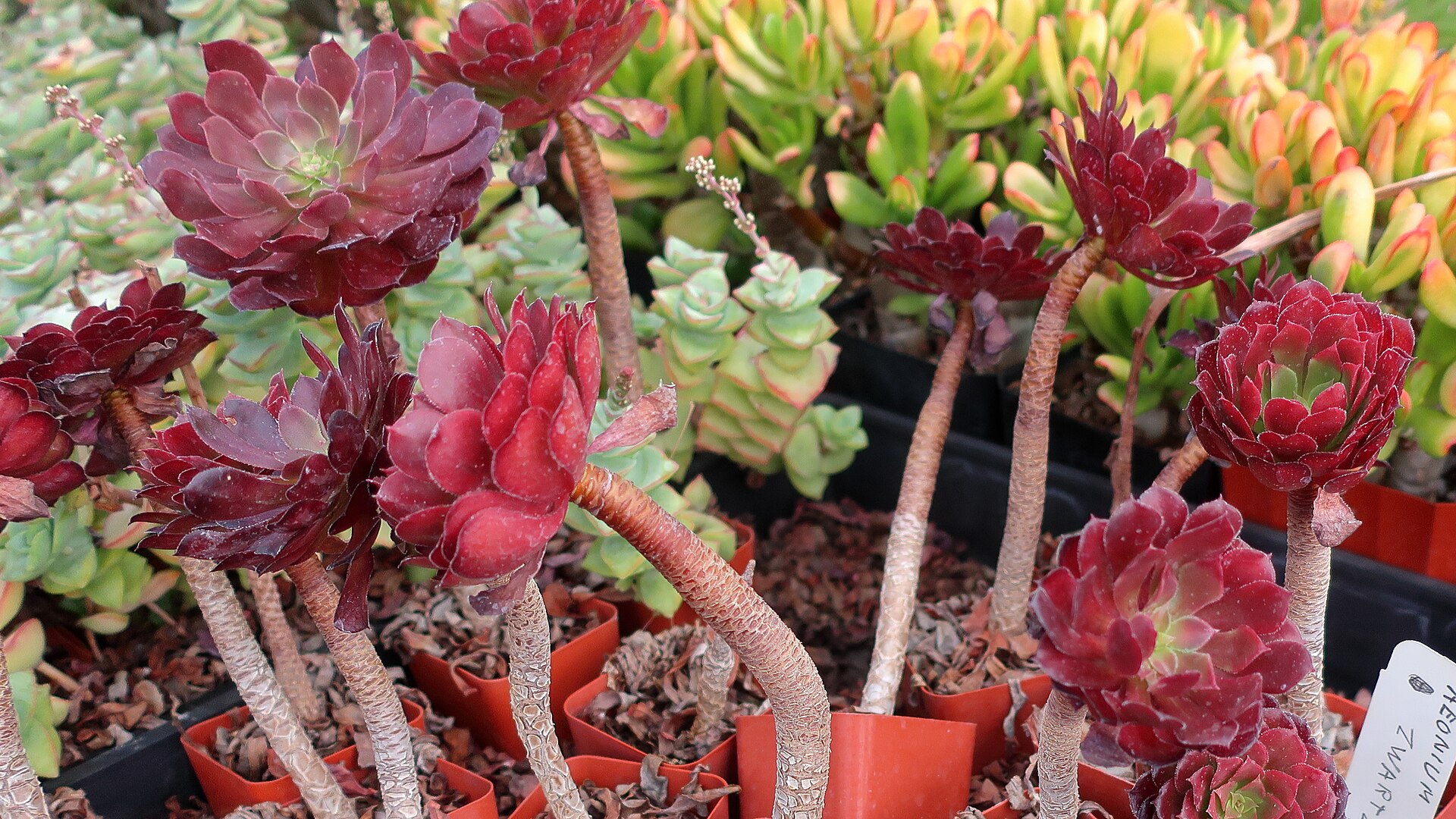 Crassula 'Morgan's Beauty': A Compact Pink-Flowered Hybrid