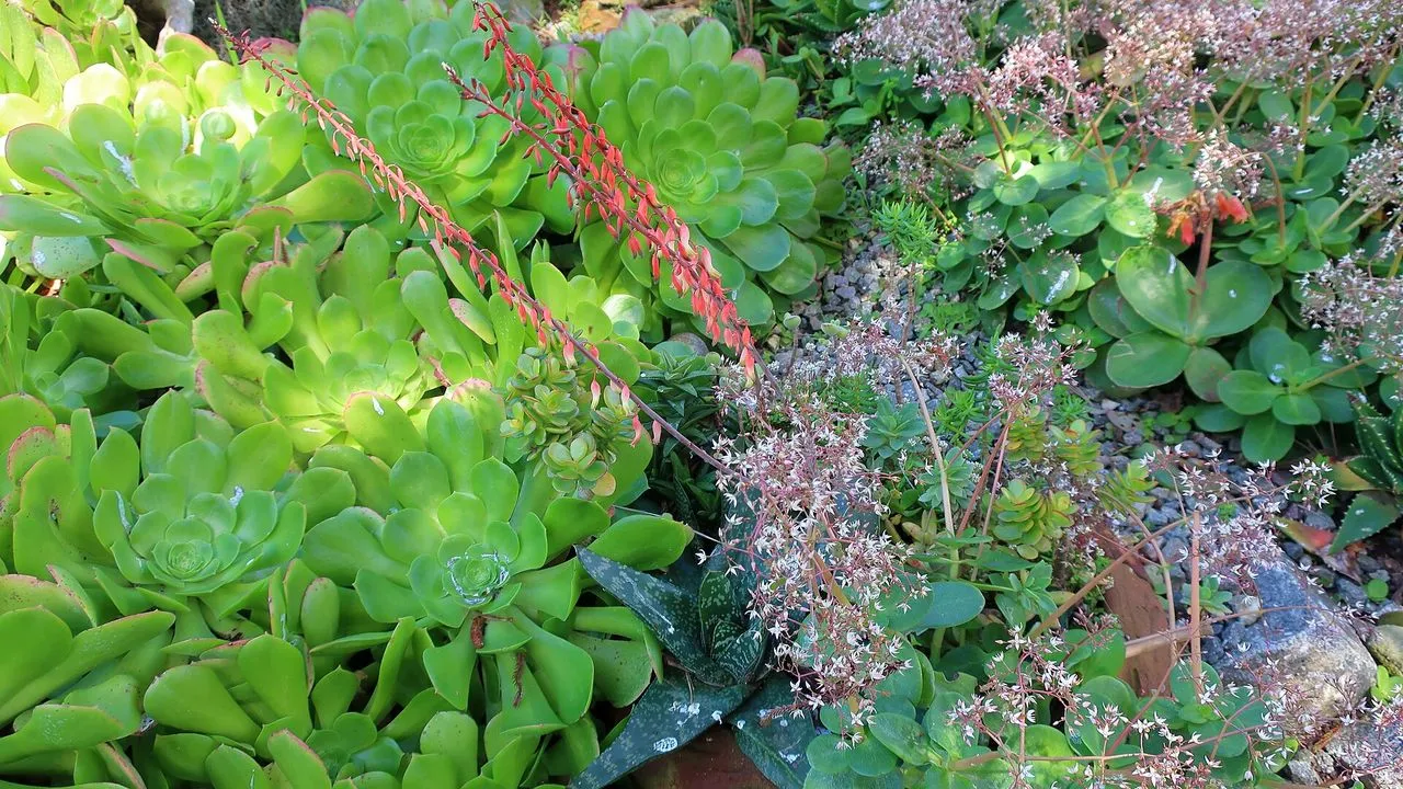 Fairy Crassula: Crassula multicava and Close Relatives