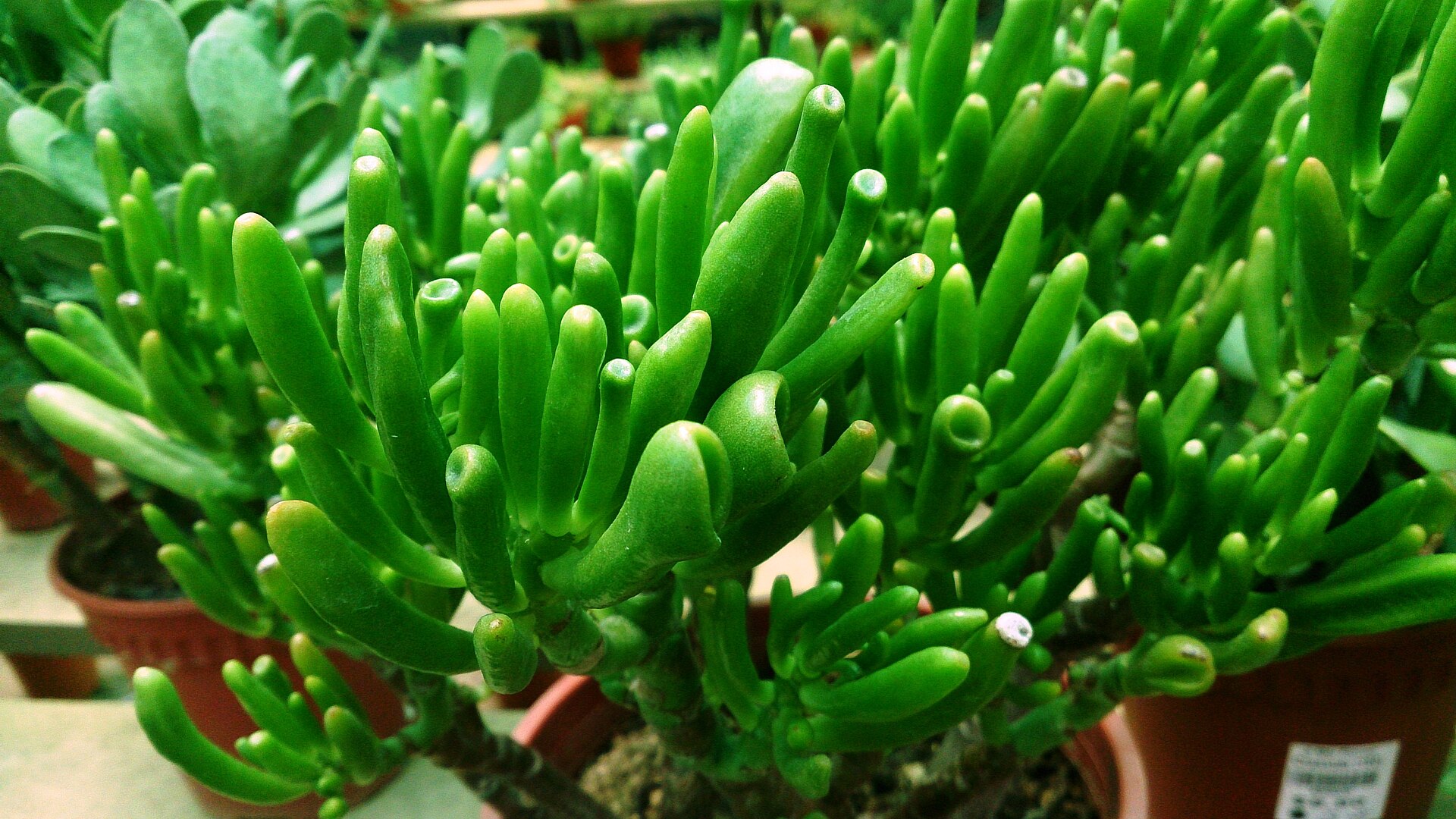 Gollum Crassula: Crassula ovata 'Gollum'