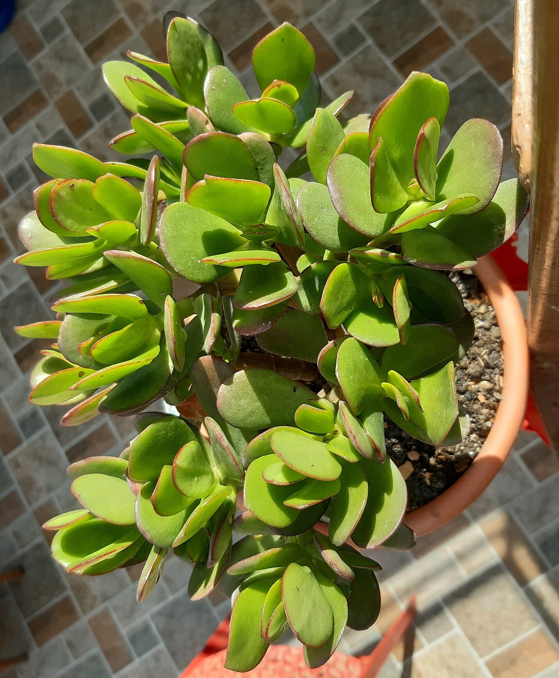 Crassula arborescens: Silver Dollar Jade