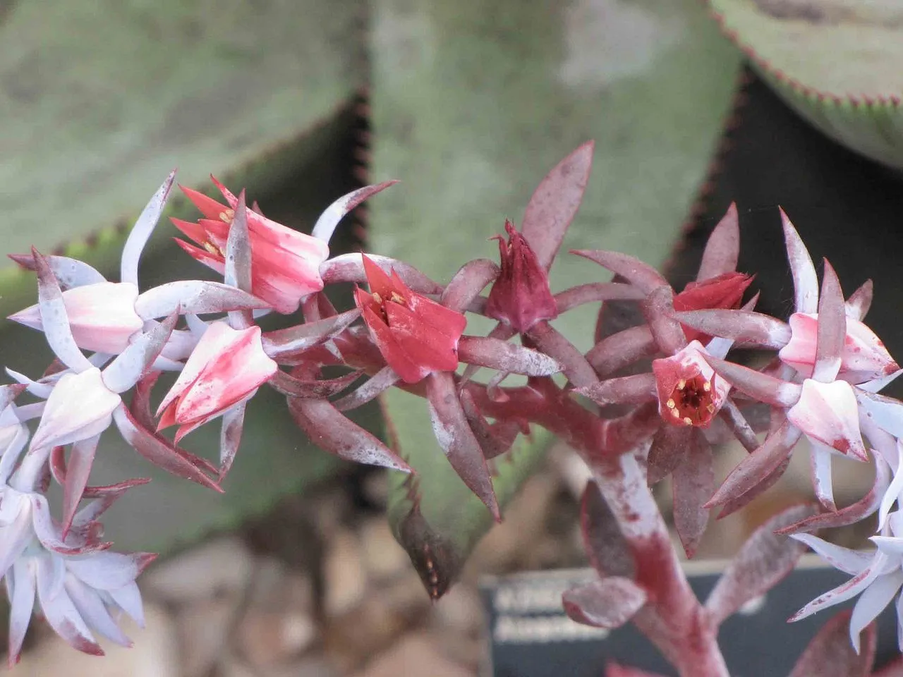 Echeveria 'Afterglow': Don Worth's Large Pastel-Pink Hybrid