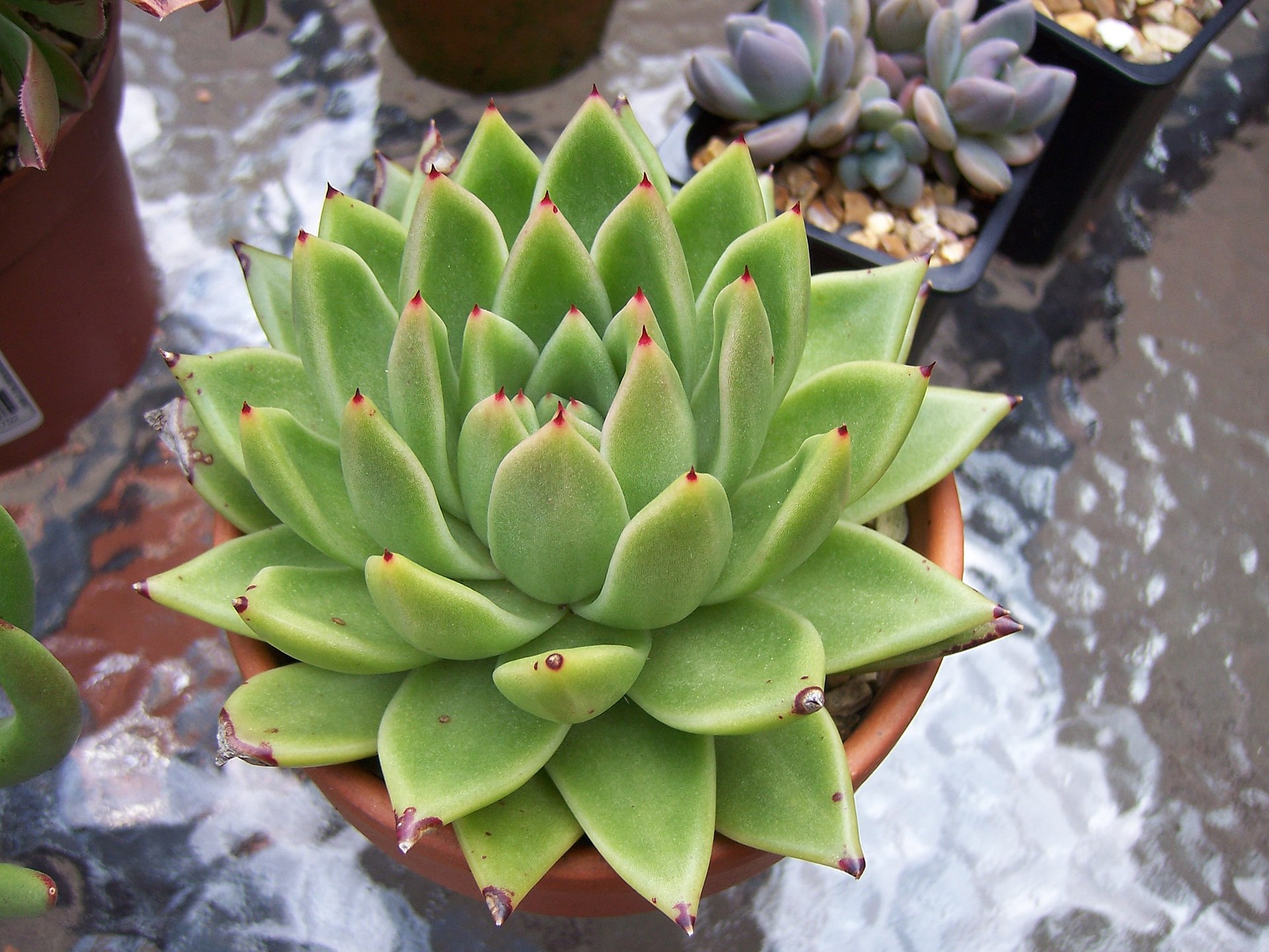 Echeveria agavoides Propagation: Leaf, Offset & Seed Methods