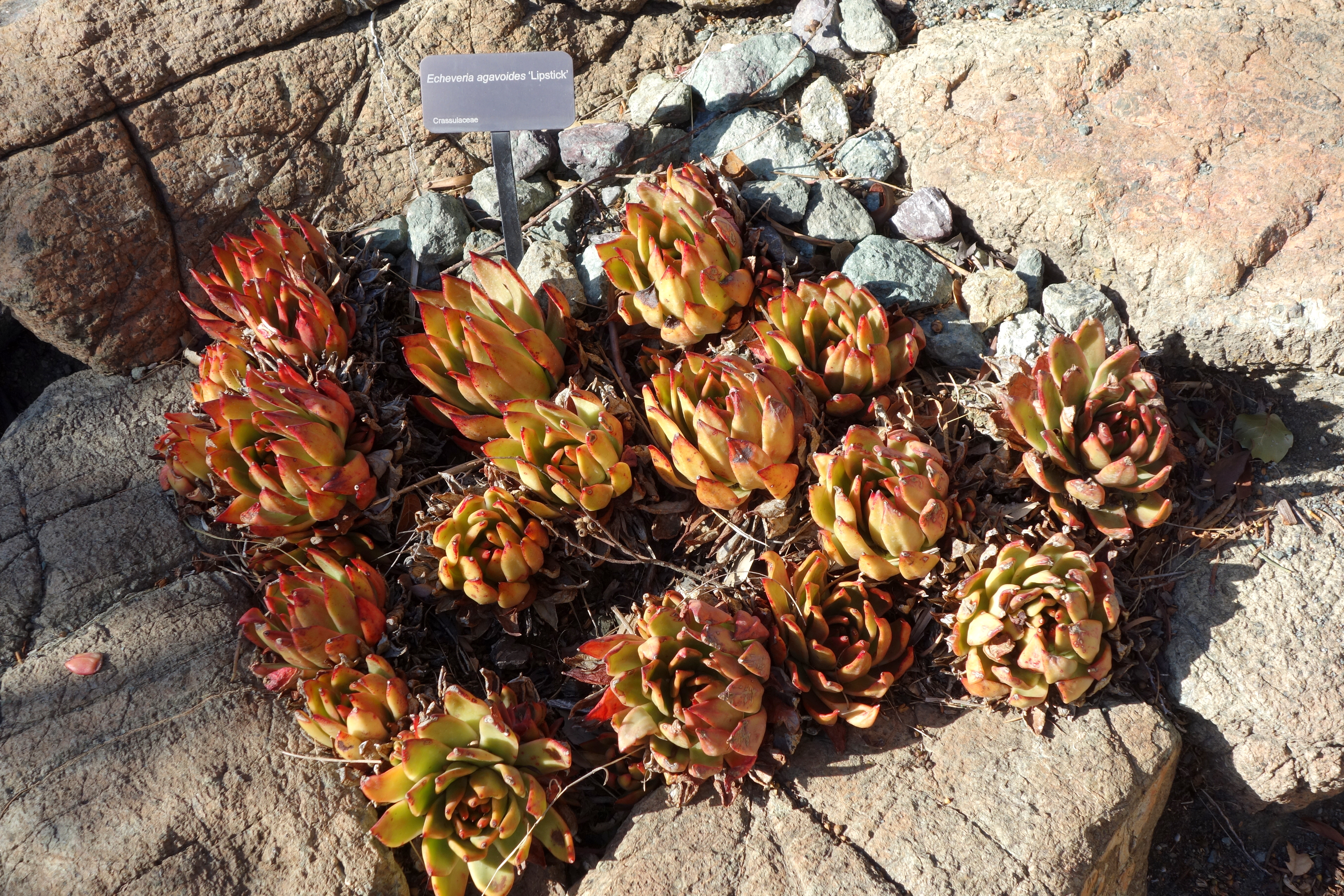 Echeveria agavoides (Lipstick Echeveria): Care & Cultivar Notes