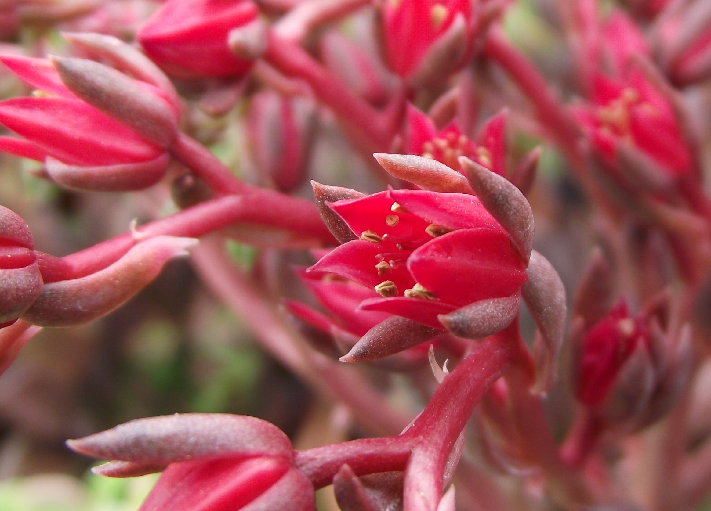Echeveria 'Black Prince' (Hybrid): Profile & Care