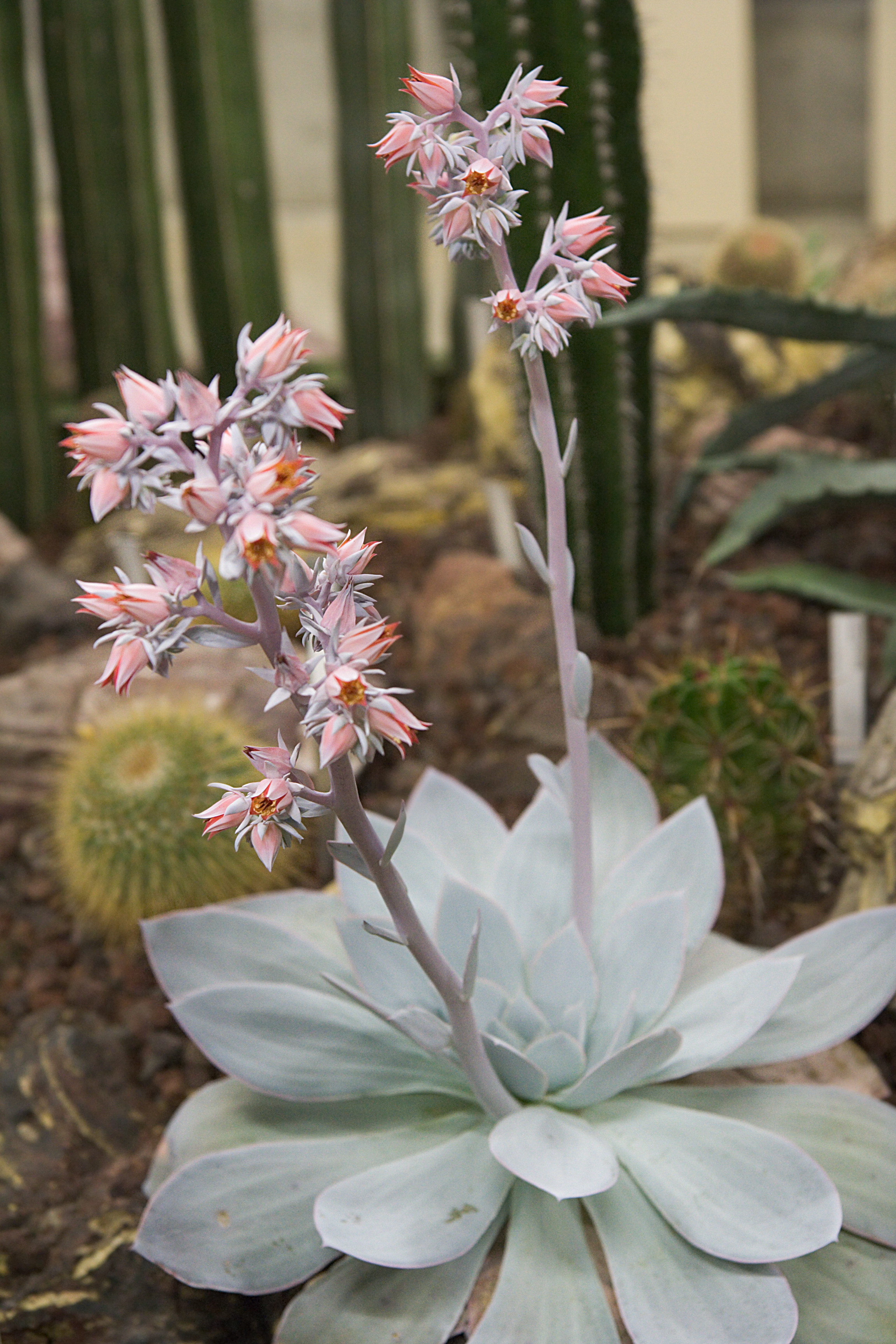 Echeveria Mealybug Treatment: Remove Pests Without Damaging the Rosette