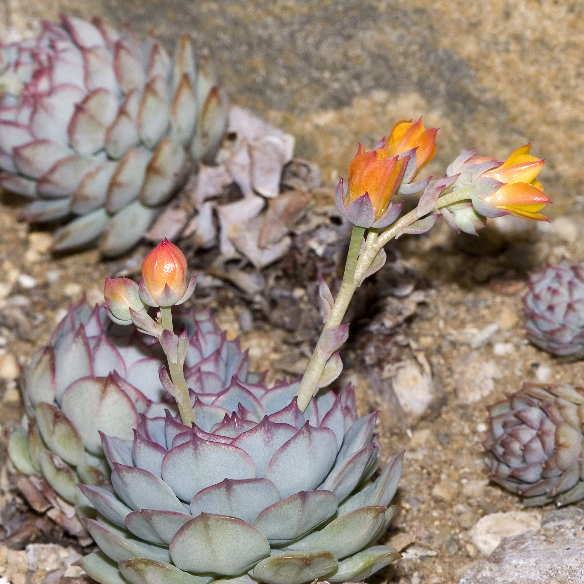 Echeveria derenbergii (Painted Lady): Profile & Care