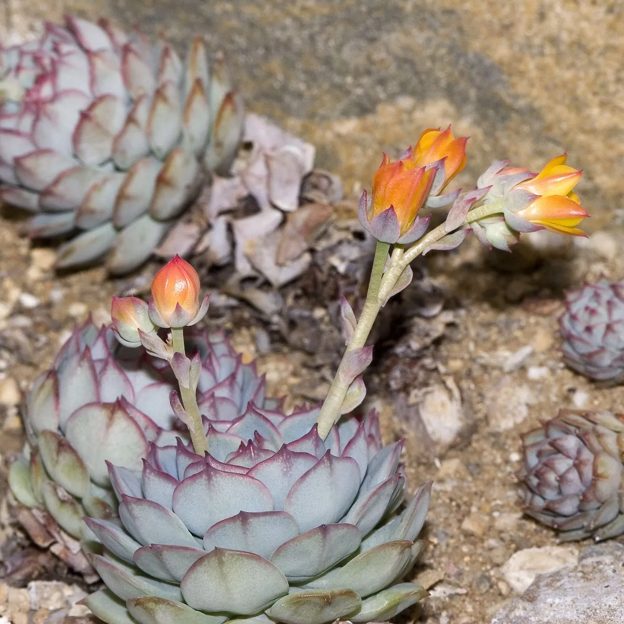 Echeveria derenbergii (Painted Lady): Profile & Care