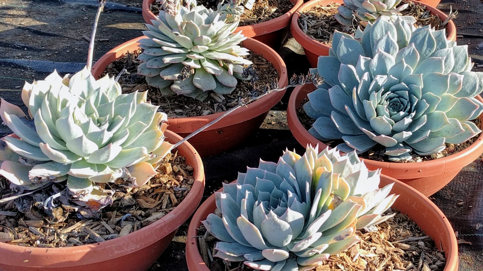 Echeveria 'The Rose': The Tight-Whorl Cabbage-Form Cultivar