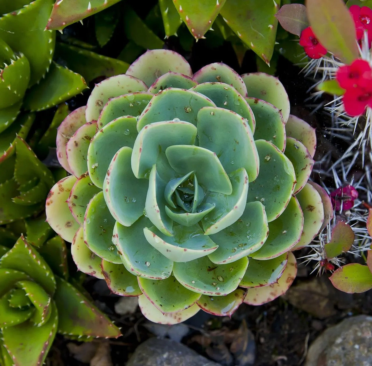 Echeveria elegans (Mexican Snowball): Care, Identification & Propagation