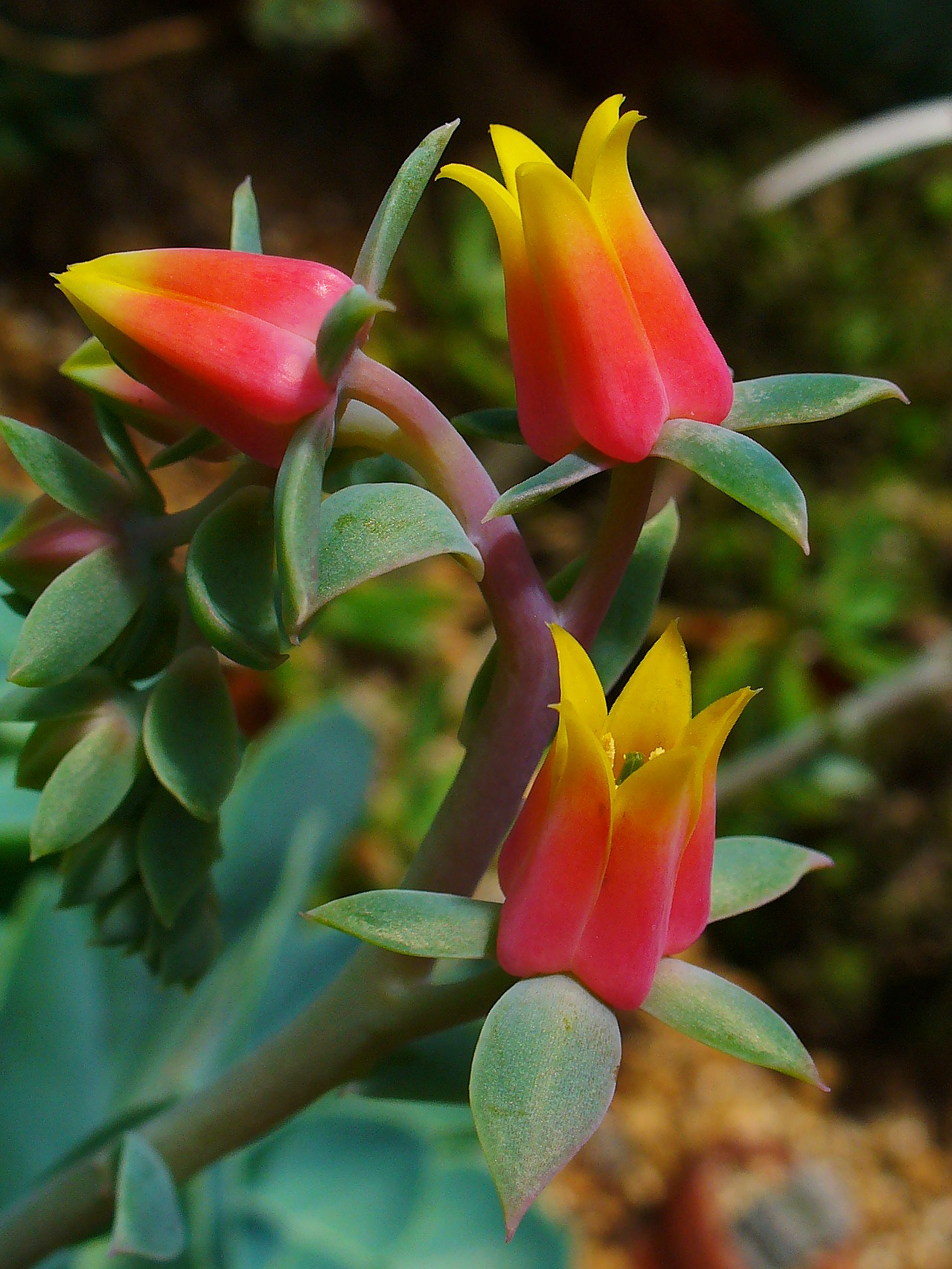 Echeveria gibbiflora: The Large-Leaved Parent of Many Hybrids