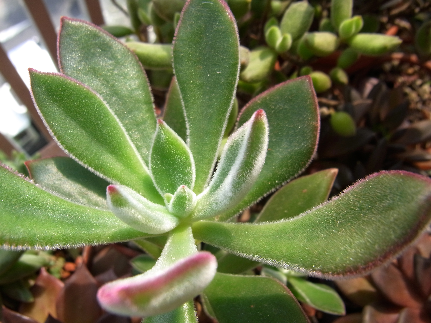 Echeveria harmsii (Plush Plant): Profile & Care