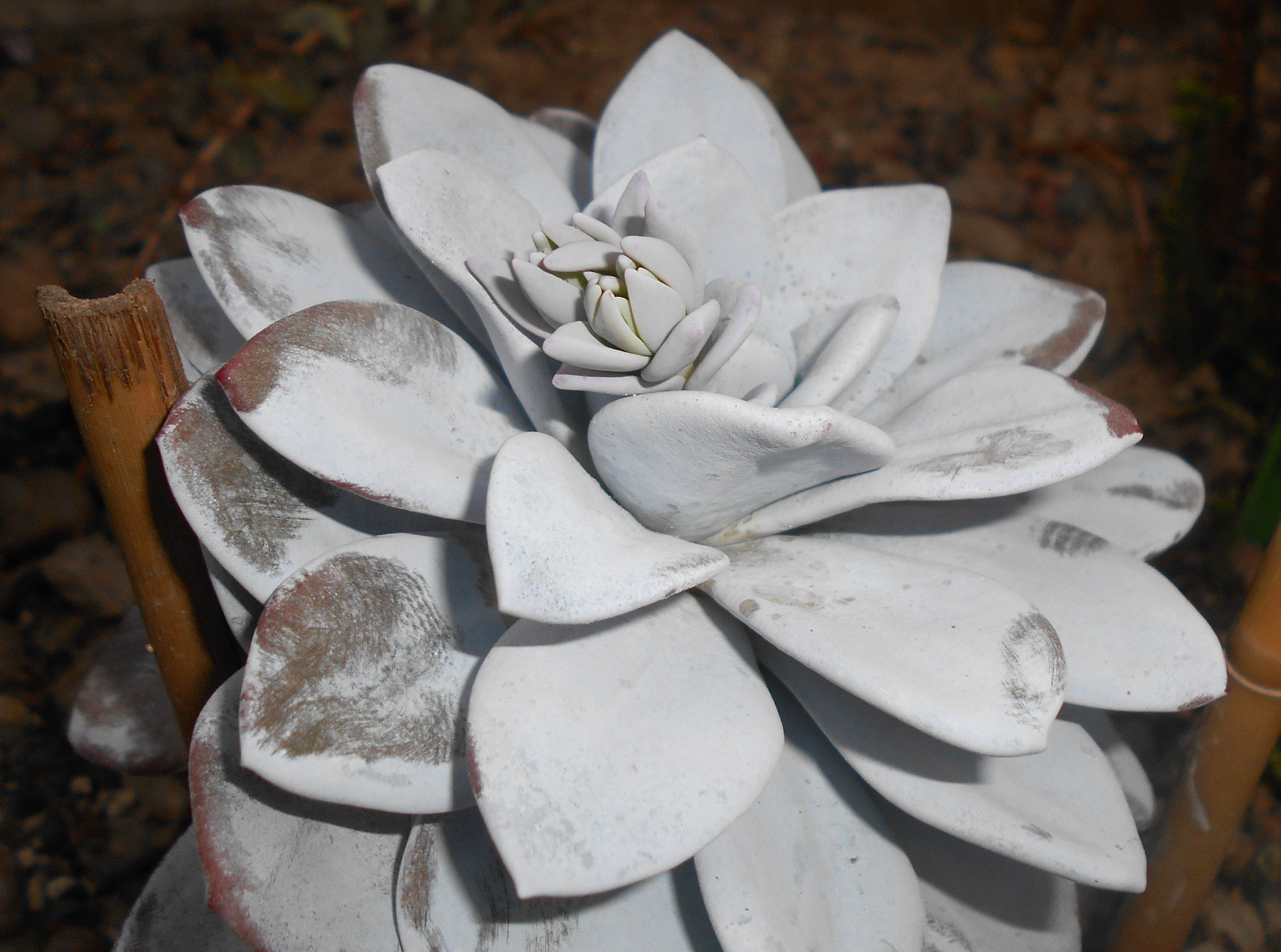 Echeveria laui: Care for a Slow-Growing Powder-Coated Rose