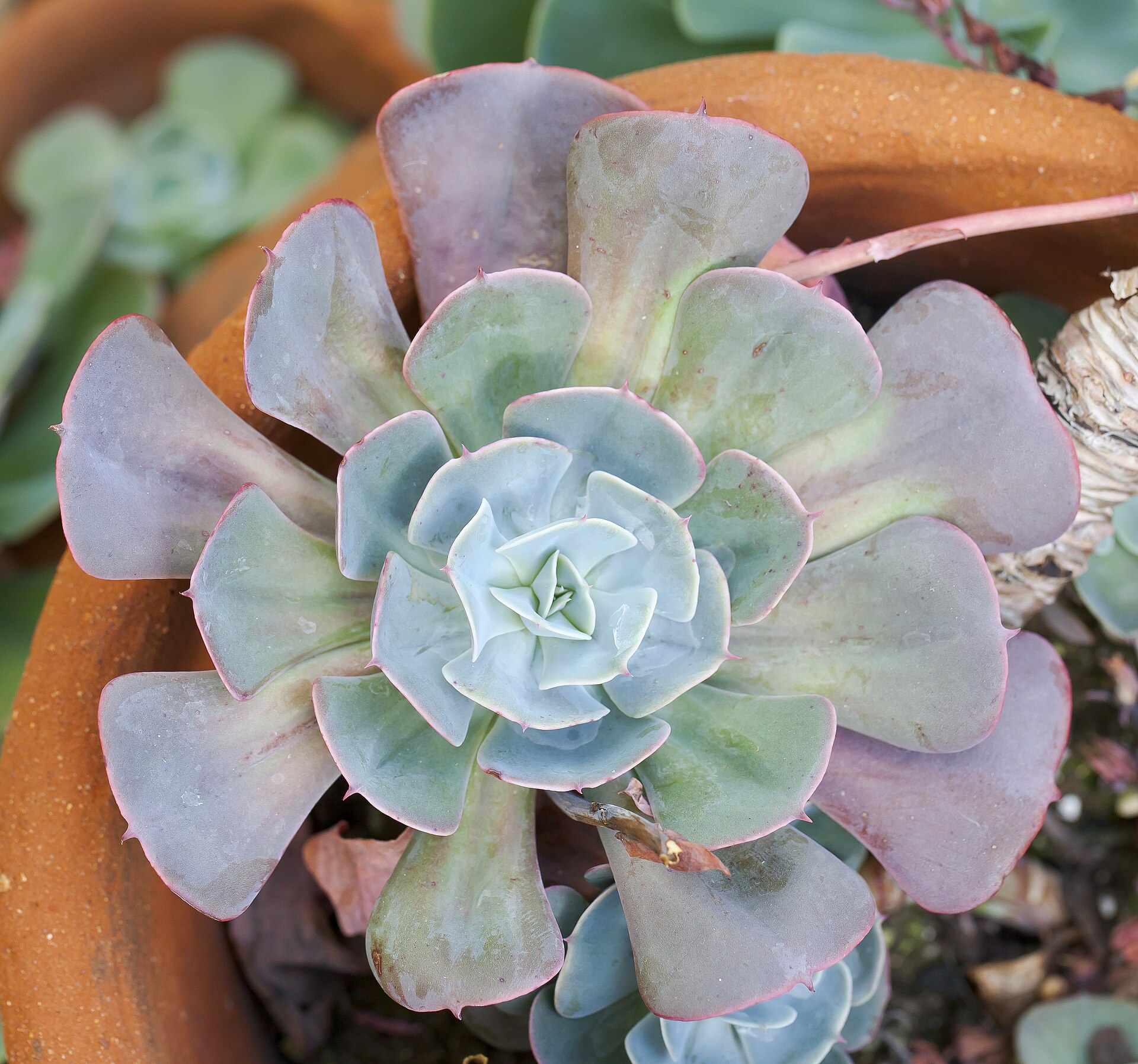 Echeveria 'Perle von Nürnberg': Care, Colour & Propagation