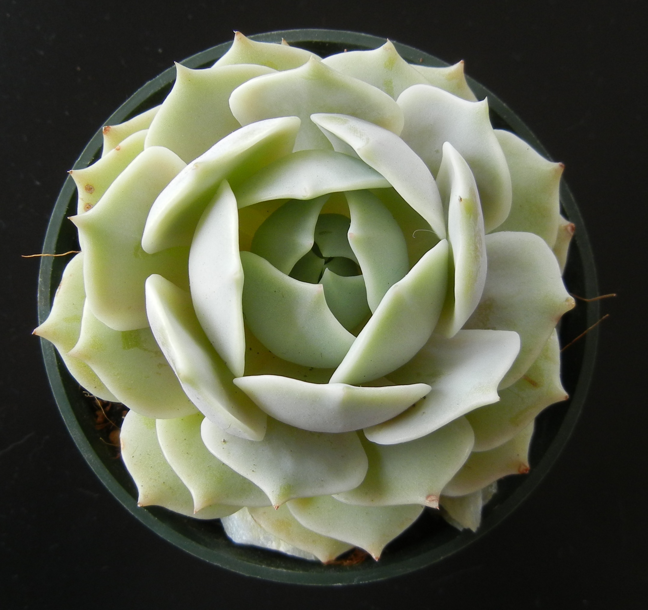 Aphids on Echeveria: Identify, Treat, and Prevent Infestations