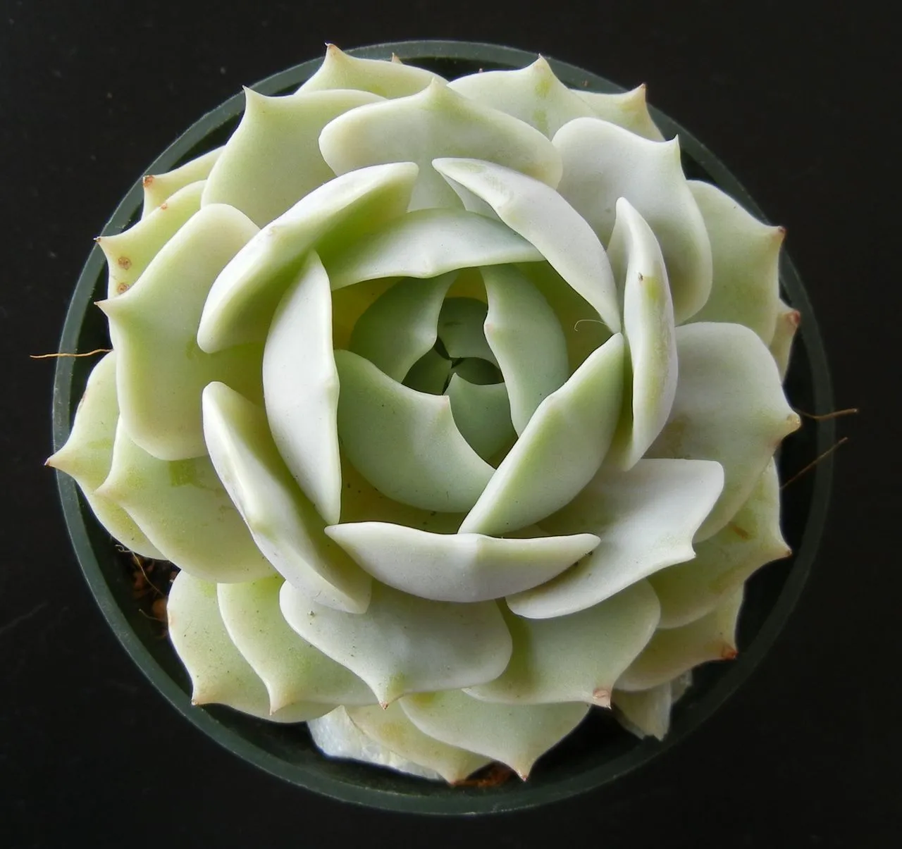 Aphids on Echeveria: Identify, Treat, and Prevent Infestations
