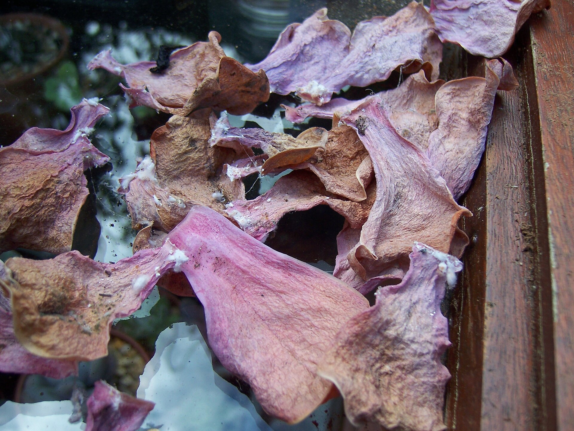 Echeveria pulidonis: Red-Edged Compact Rosettes