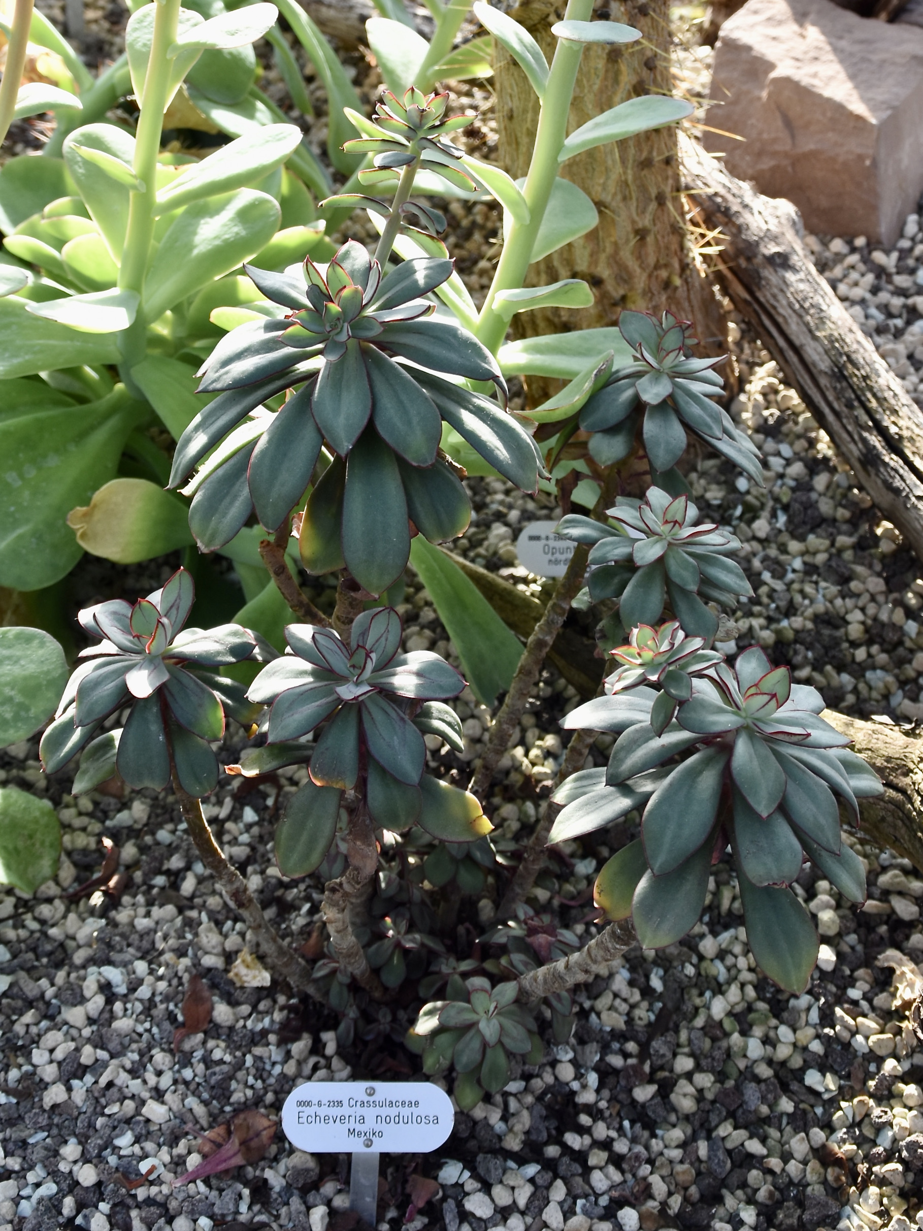 Echeveria Leaves Wrinkled: Drought, Roots, Heat and Rot
