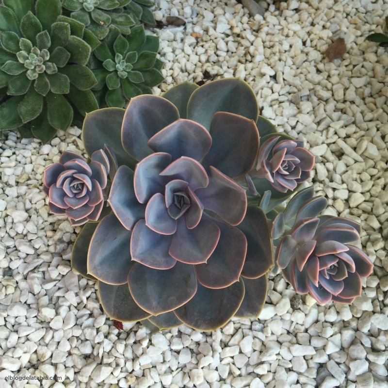 Echeveria gibbiflora: The Large-Leaved Parent of Many Hybrids