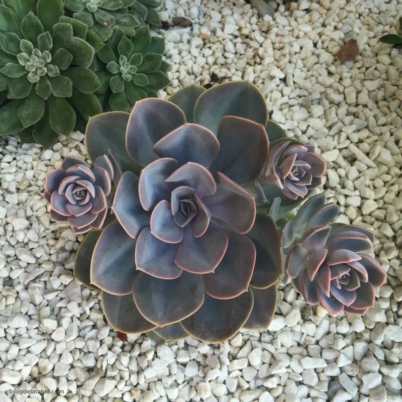 Echeveria 'Perle von Nürnberg': Care, Colour & Propagation