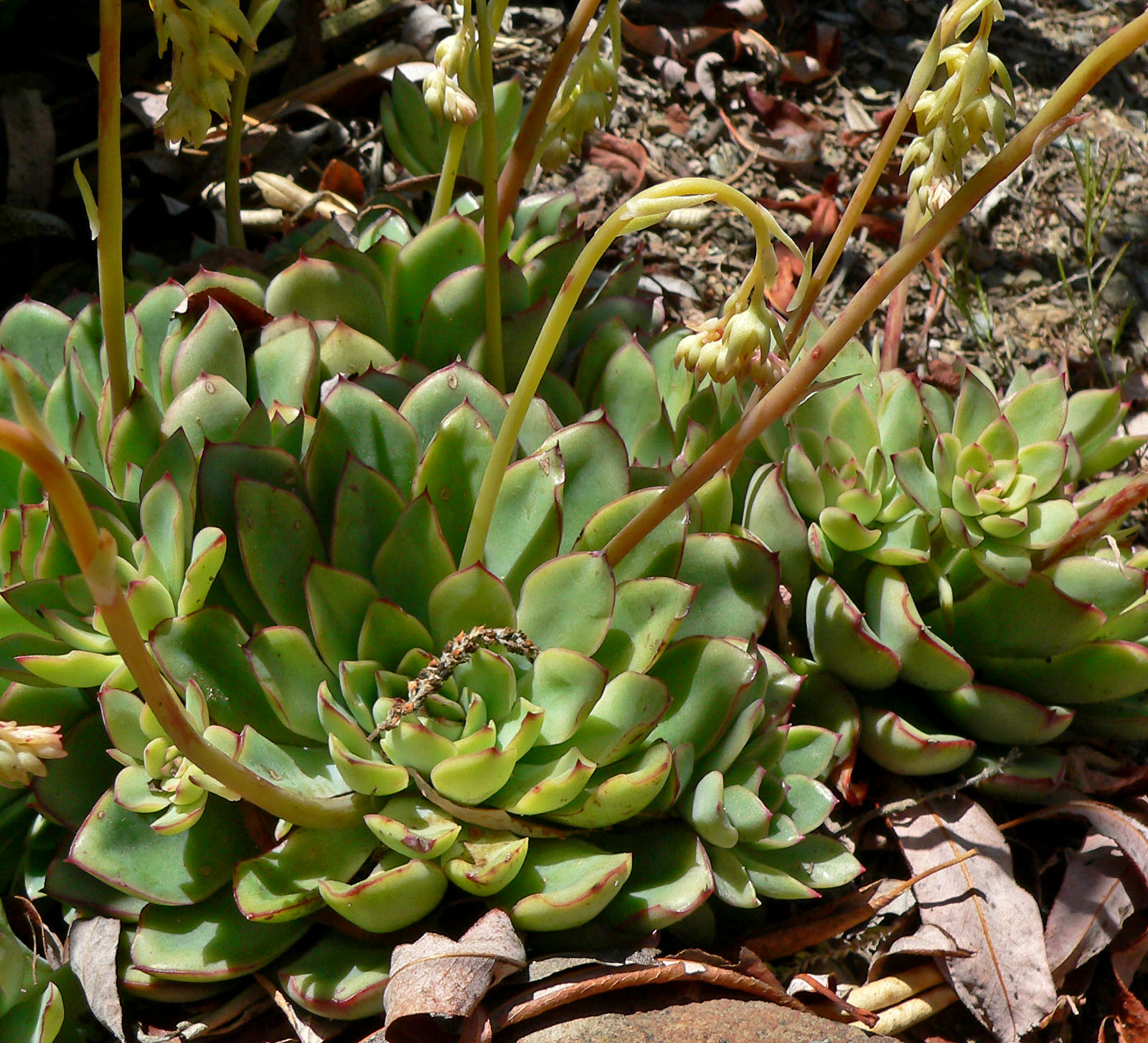 Echeveria Leaves Turning Yellow: Causes and Recovery