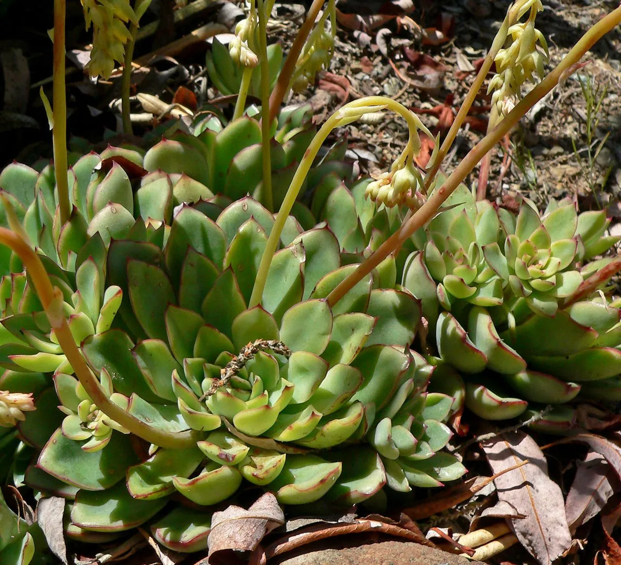 Echeveria Leaves Turning Yellow: Causes and Recovery