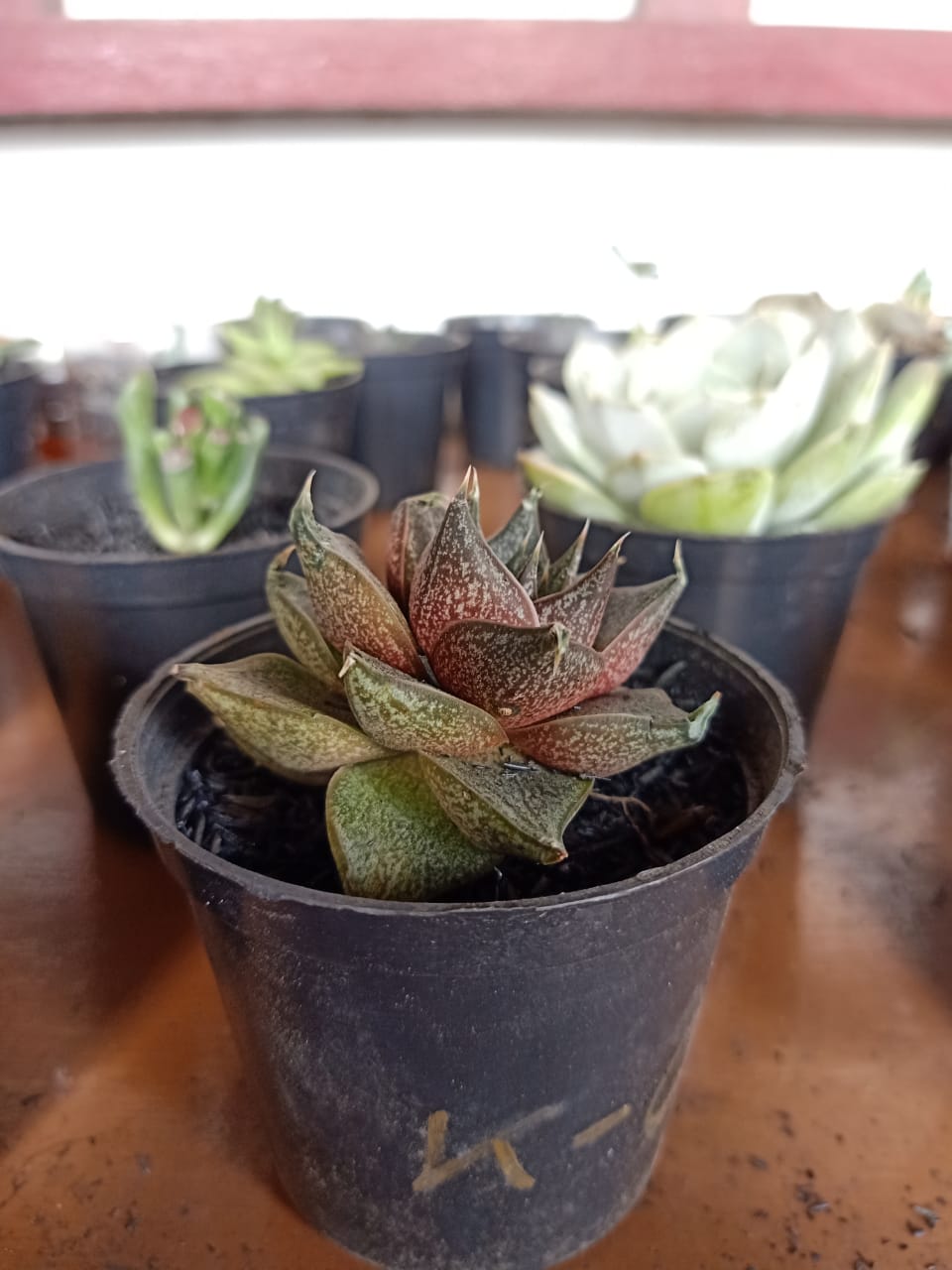 Echeveria purpusorum: Profile & Care