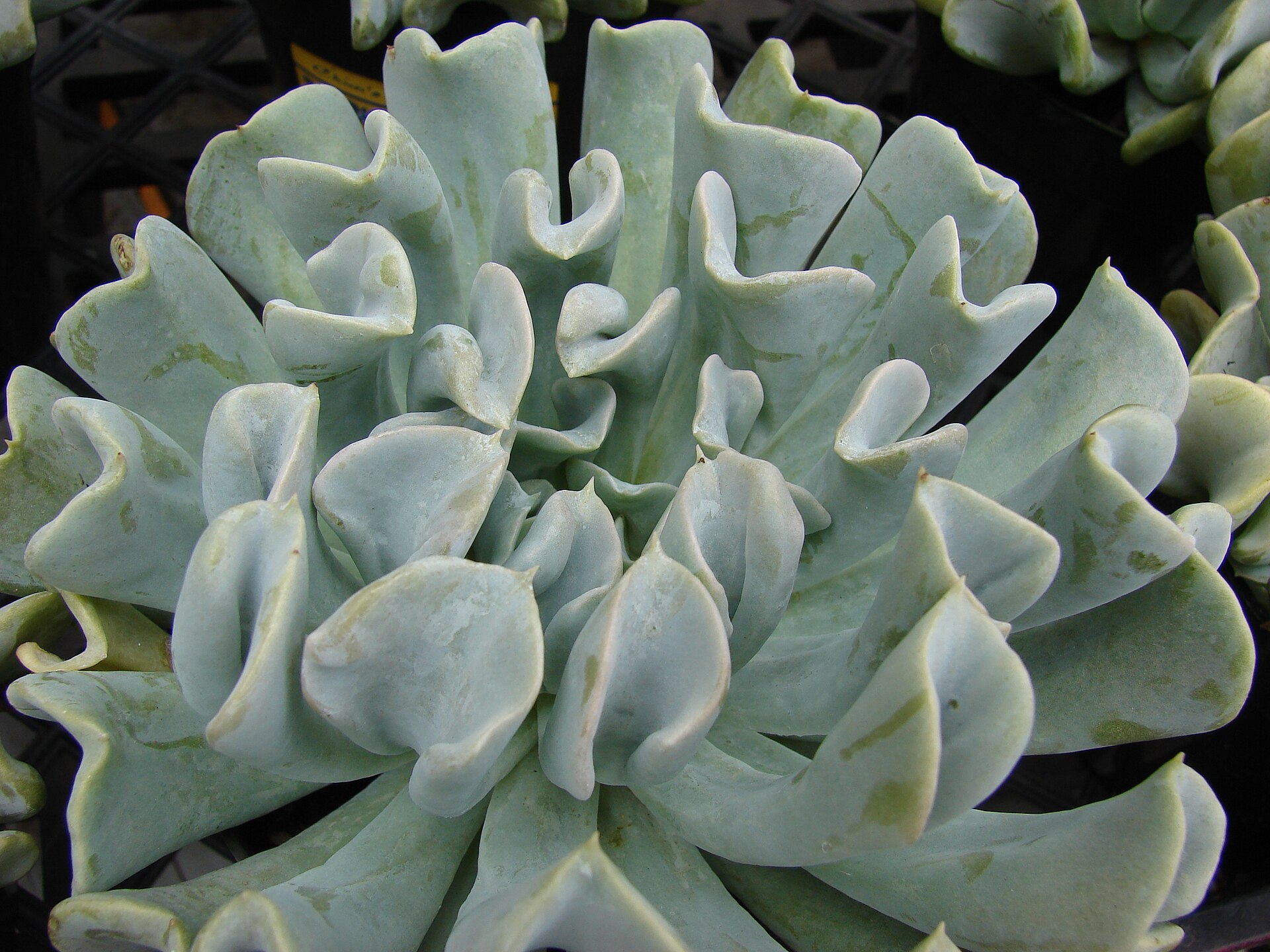 Echeveria lilacina (Ghost Echeveria): Identification & Care