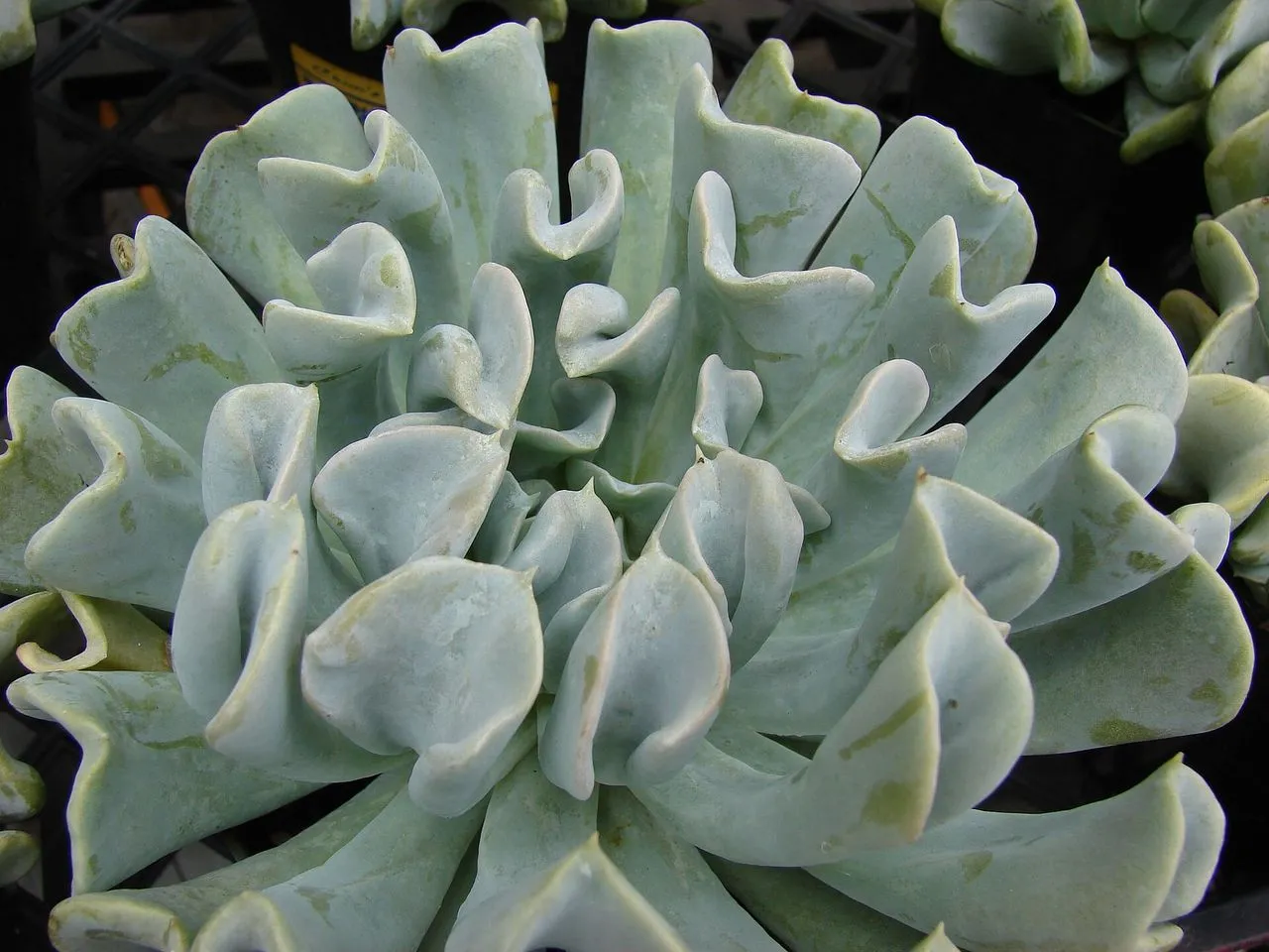 Echeveria runyonii 'Topsy Turvy': Identification, Care & Propagation