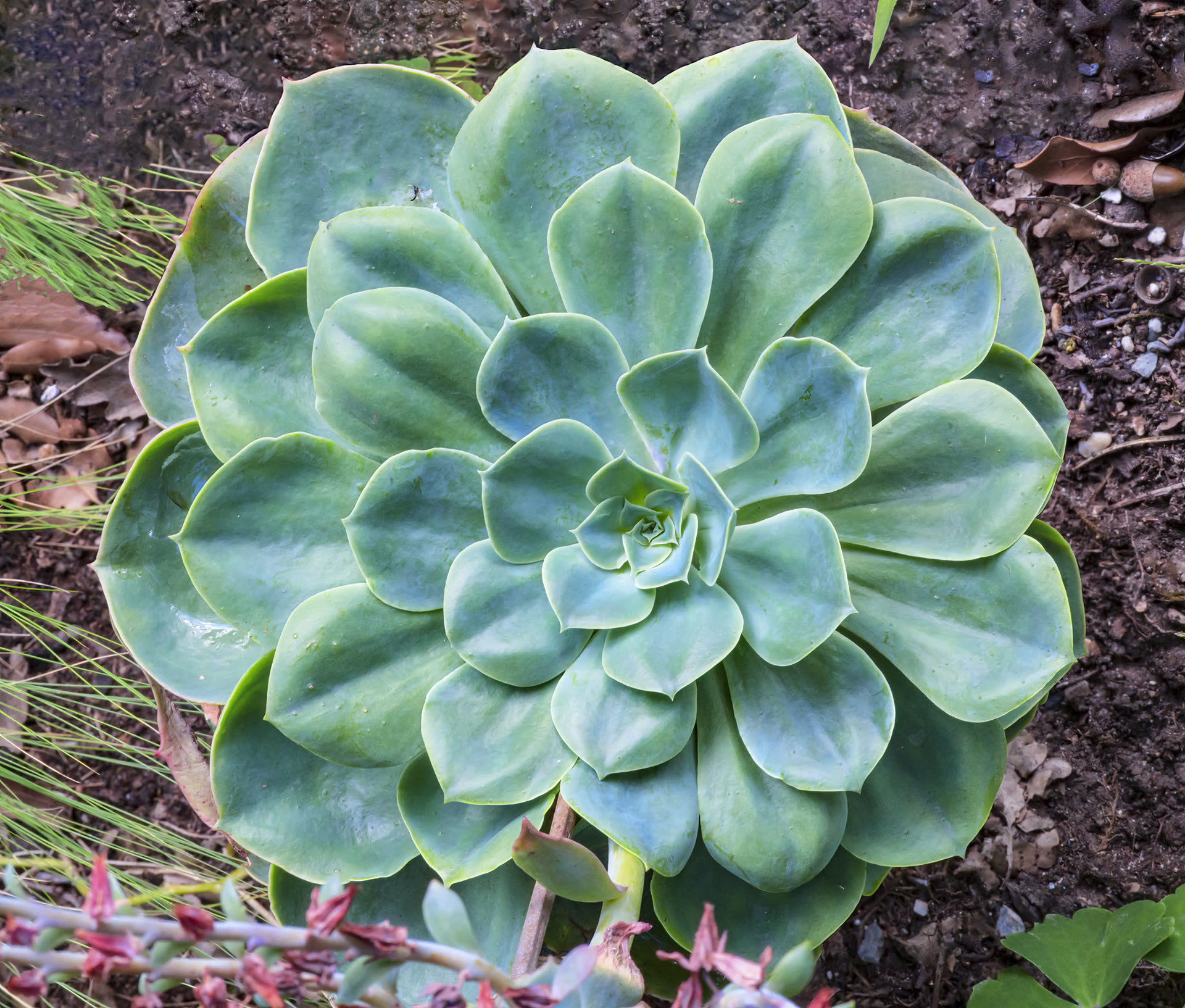 Echeveria secunda (Mexican Hens-and-Chicks): Profile & Care