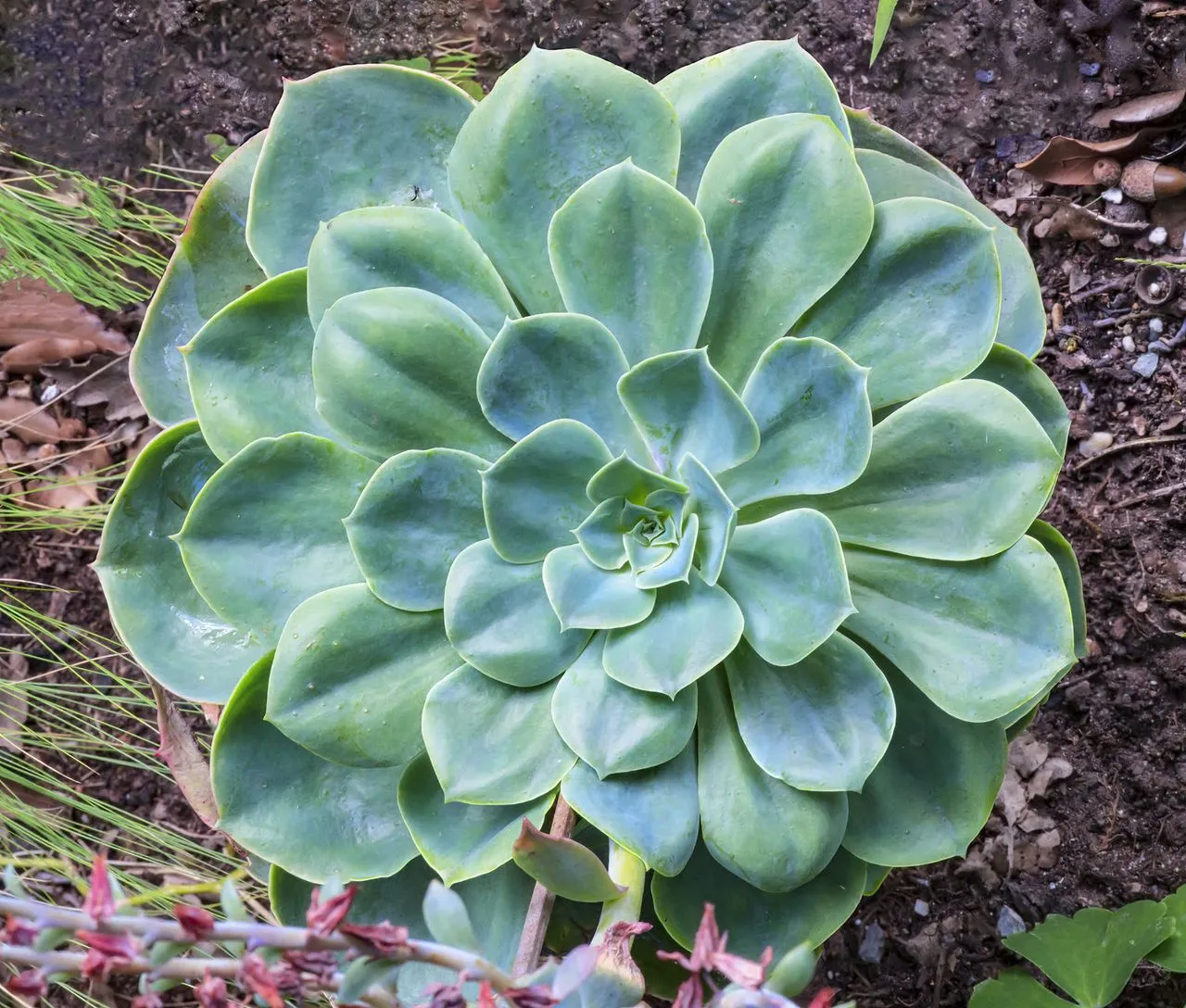 Echeveria secunda (Mexican Hens-and-Chicks): Profile & Care