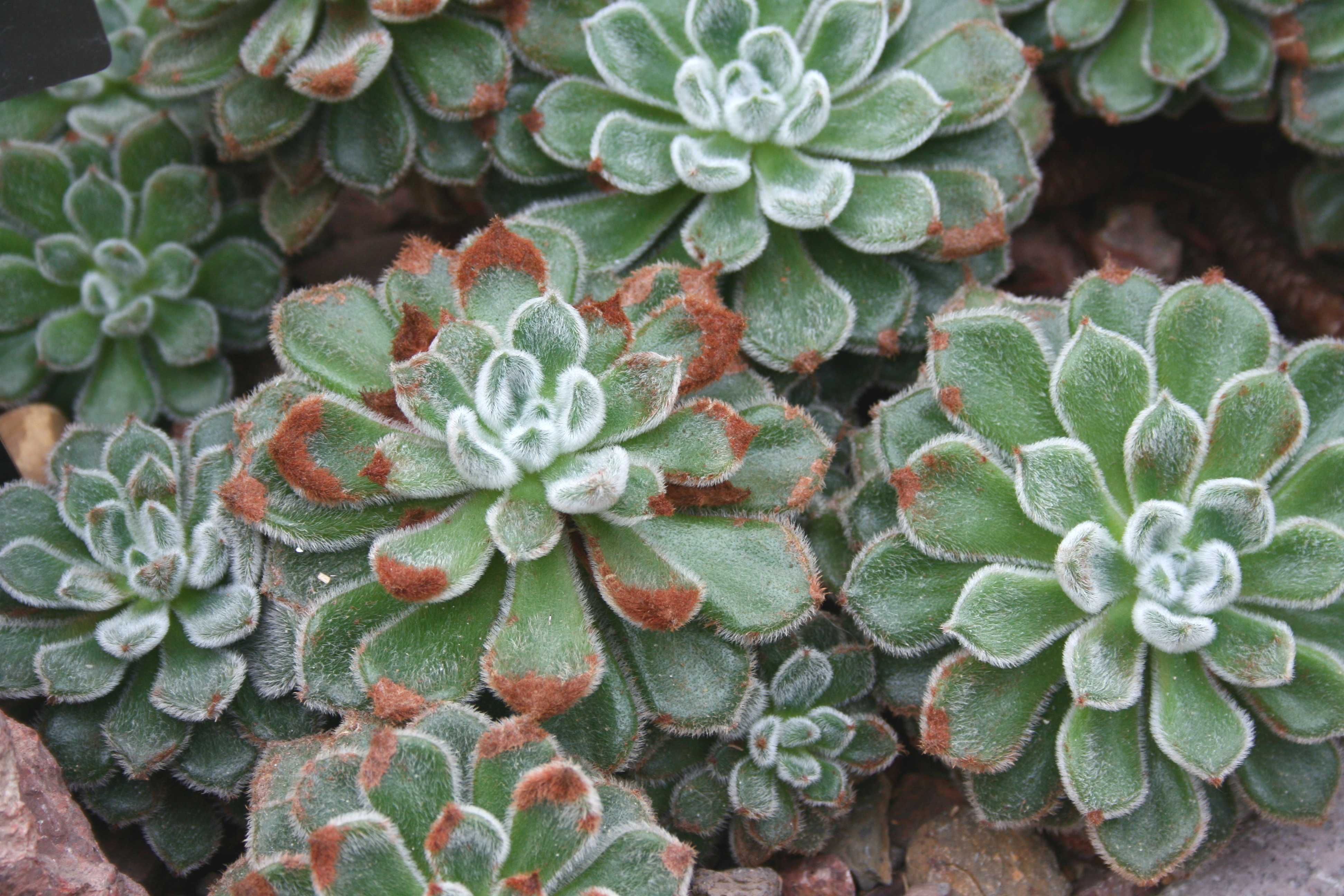 Echeveria setosa (Mexican Firecracker): Care, Trichomes & Cultivars