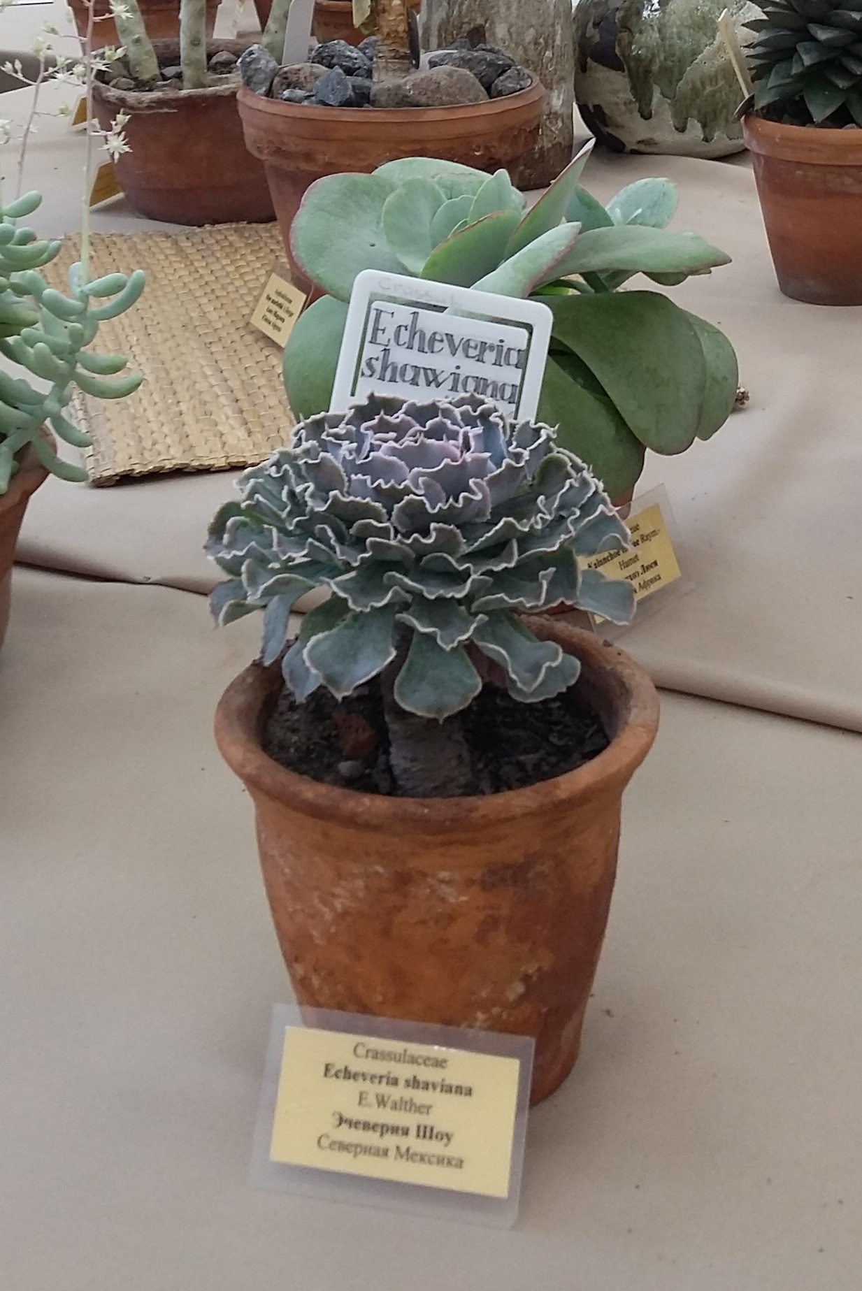 Echeveria shaviana (Mexican Hens): Profile & Care