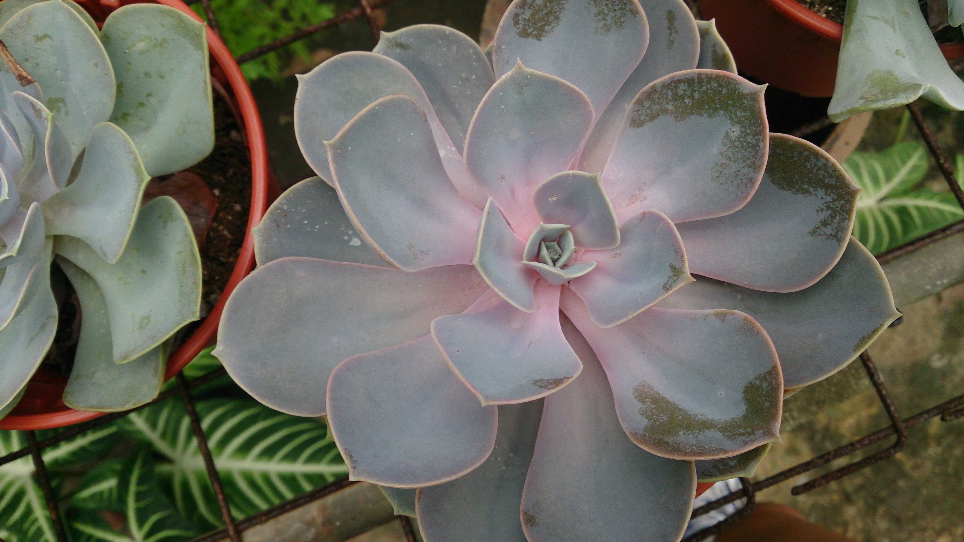 Echeveria Stress Coloring: Sun, Cold, Drought and Pigments