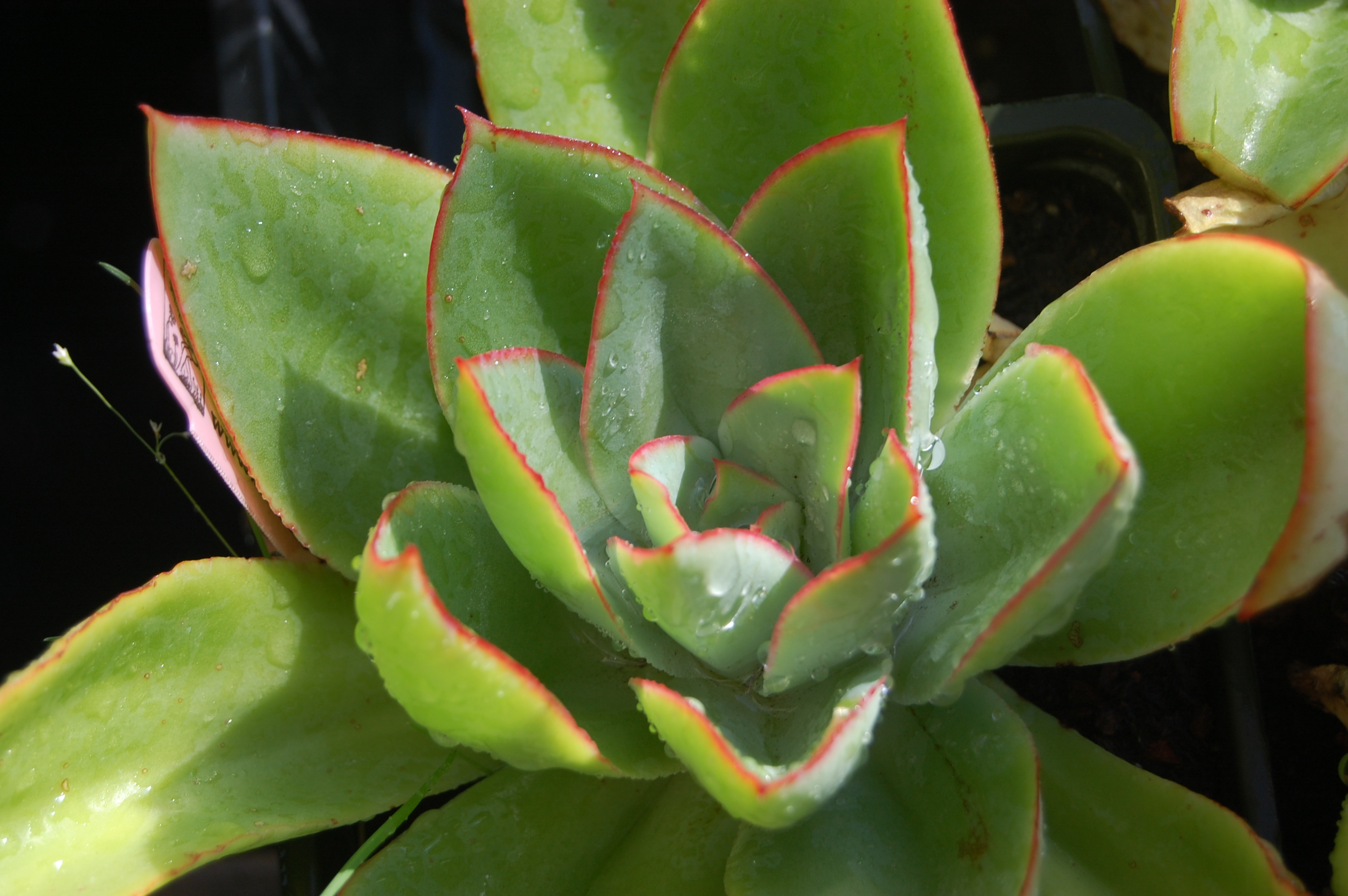 Echeveria Stretched and Leggy: Why It Happens and What to Do
