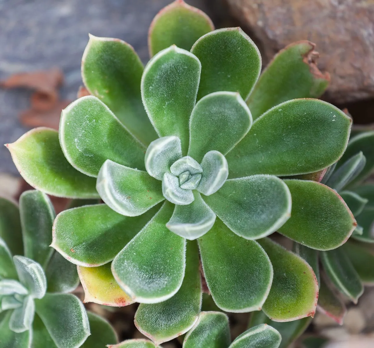 Echeveria Not Flowering: Light, Maturity, and Seasonal Cues