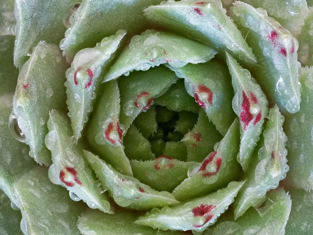 The Complete Echeveria Guide: Identification, Cultivation & Propagation