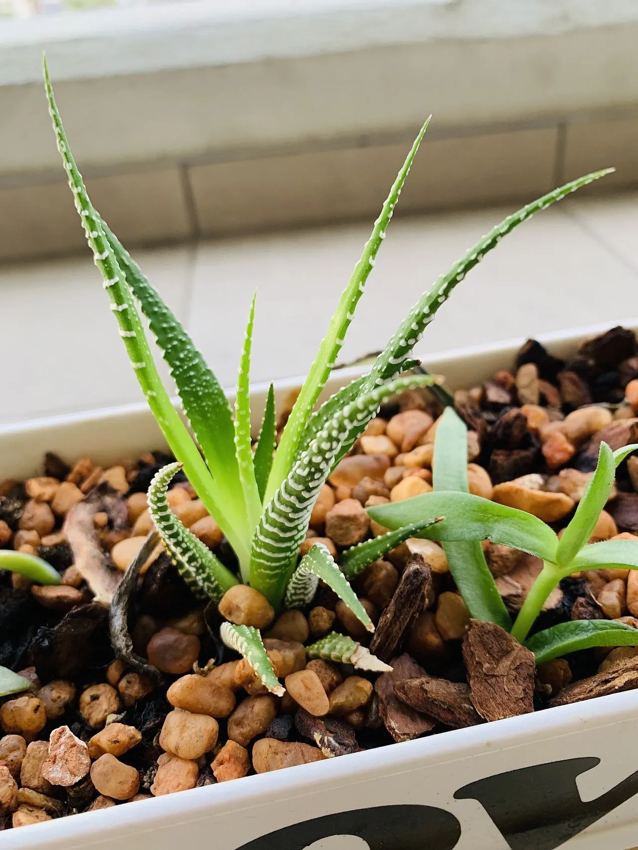 Fasciated Haworthia: Cristate and Monstrose Forms