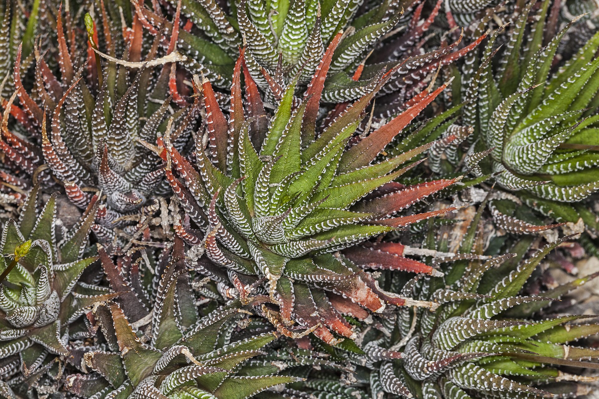Haworthia mirabilis: The Recurved-Leaf Haworthia