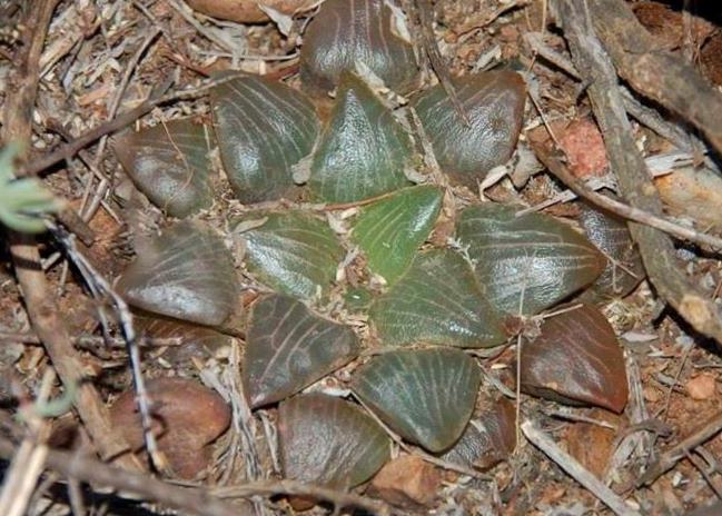 Haworthia cuspidata: The Star Haworthia